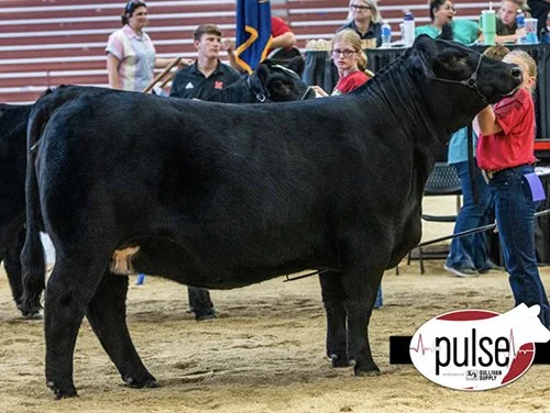  Luke Katz  
Reserve Purebred Simmental 
2026 Nebraska State Fair 
Bred by Katz