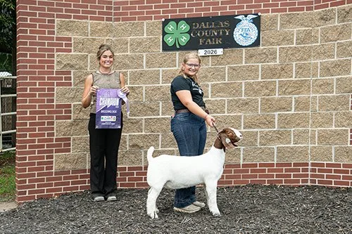   Jentry Zika  
Reserve Breeding Doe 
2026 Dallas County Fair 
Bred by 5R Farms