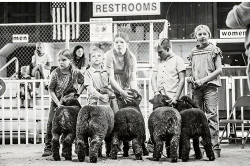   Oaklie Zietz  
Champion Babydoll Southdown Exhibitor Flock  
2026 North Dakota State Fair 