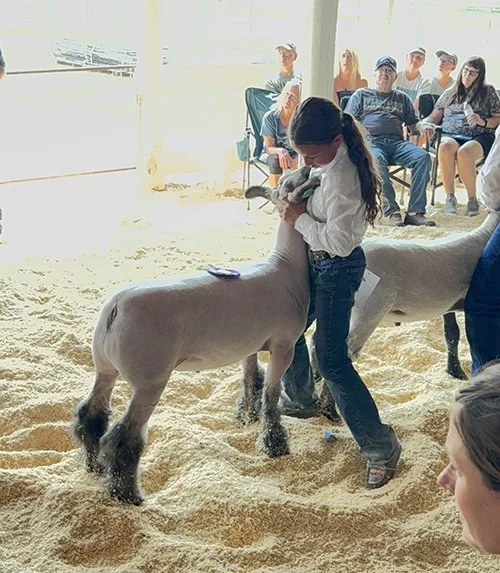  Stella Klaboe  
Grand Champion Market Lamb 
2026 Carter County Fair 
Bred by Double E LIvestock