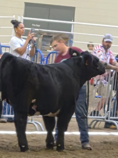  Elijah Esquitin  
Class Winner 
2026 Hall County Fair 
Bred by Wolf Farms