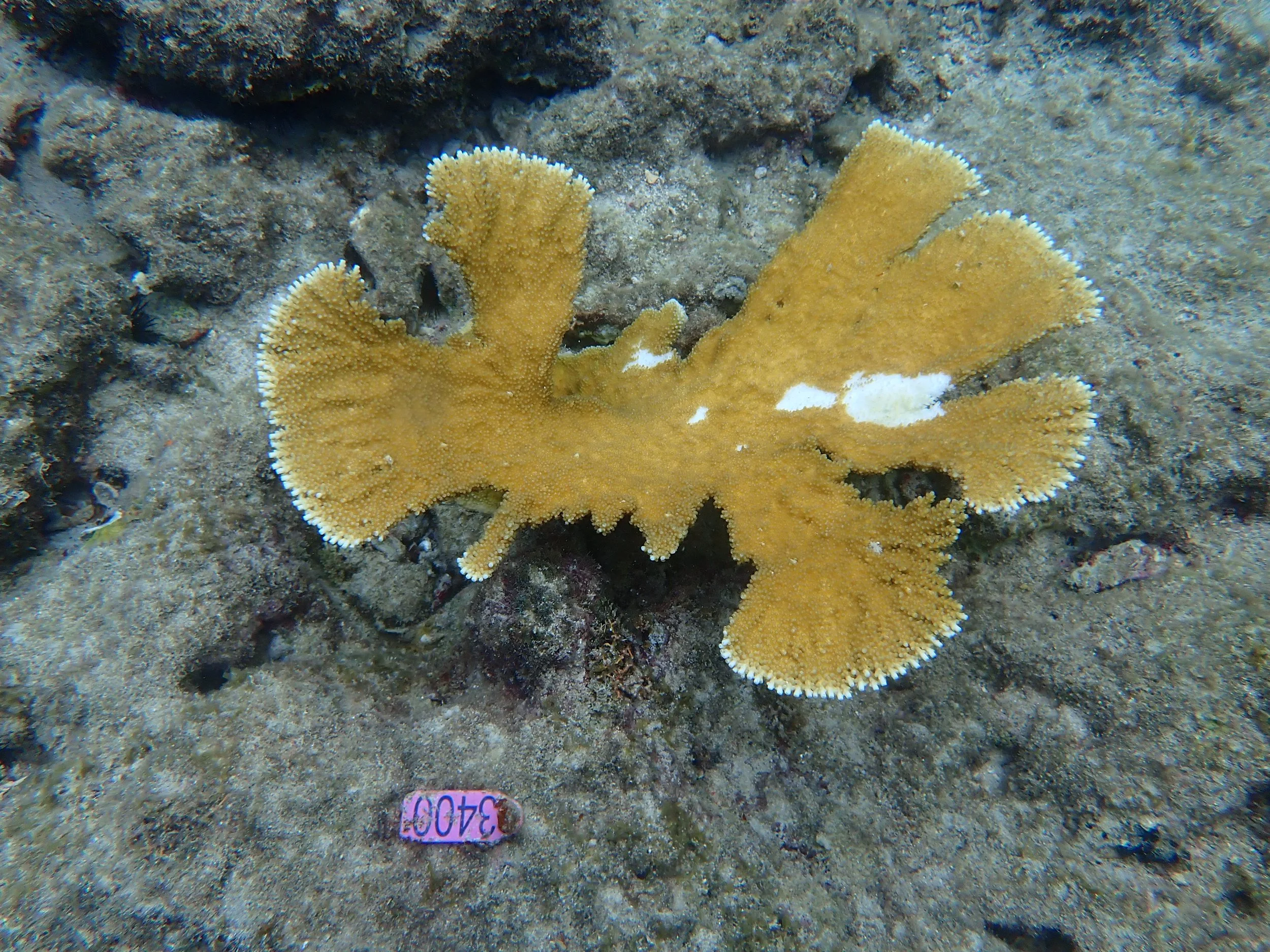 A Coral Collapse: The Reef Plague