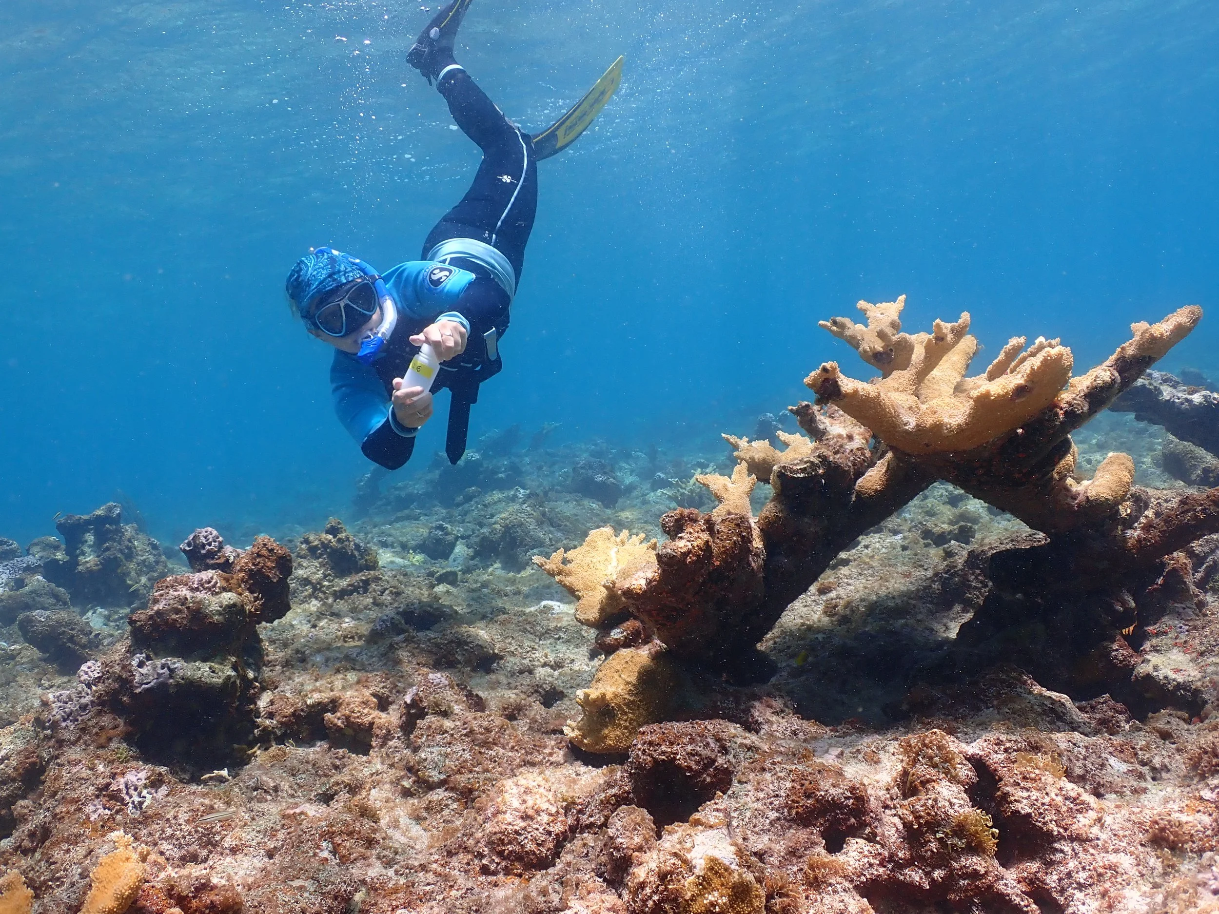 A Race To Save Coral From A Deadly Disease