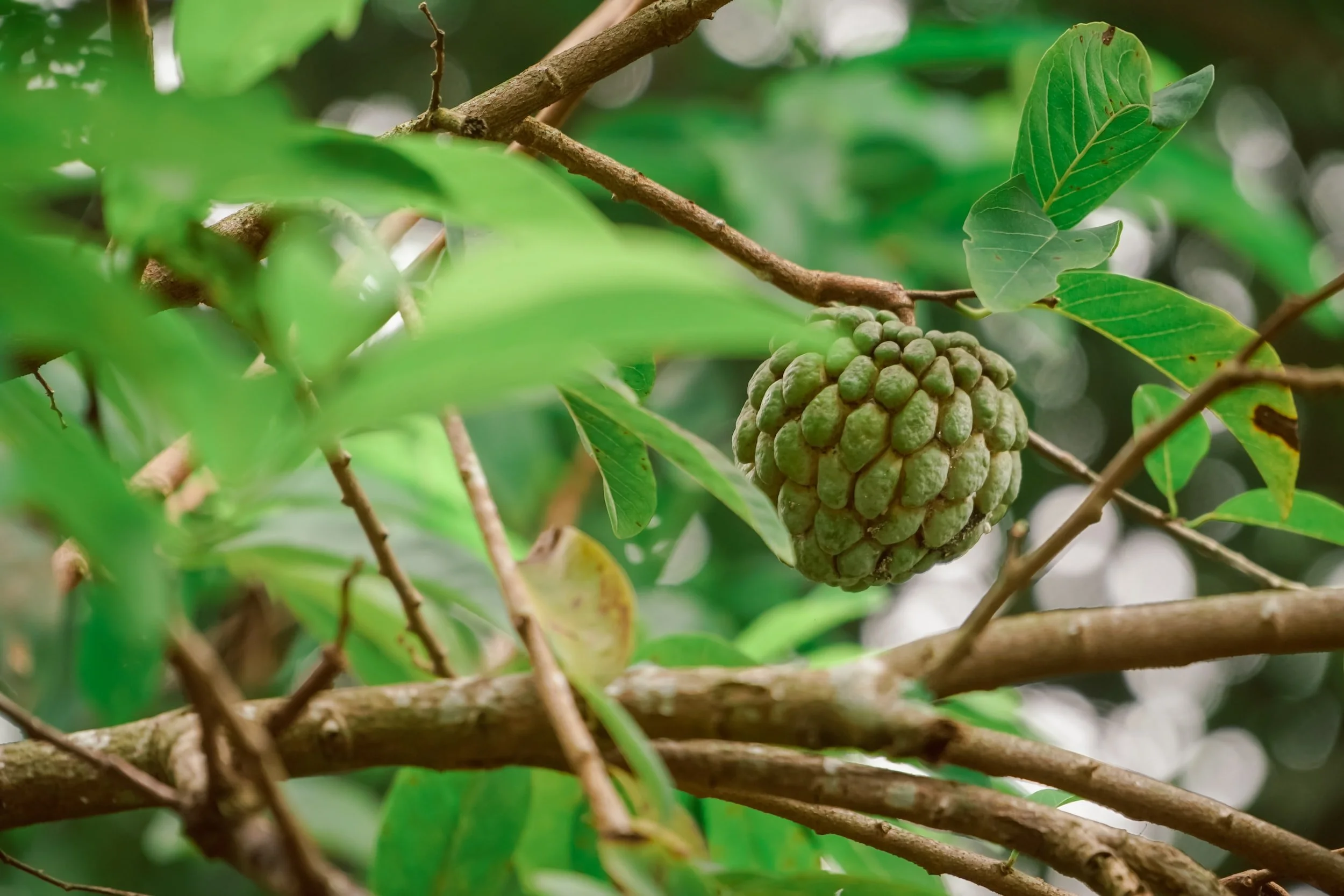 Forest, Agriculture &amp; Development in a Changing Landscape, St. Croix, USVI