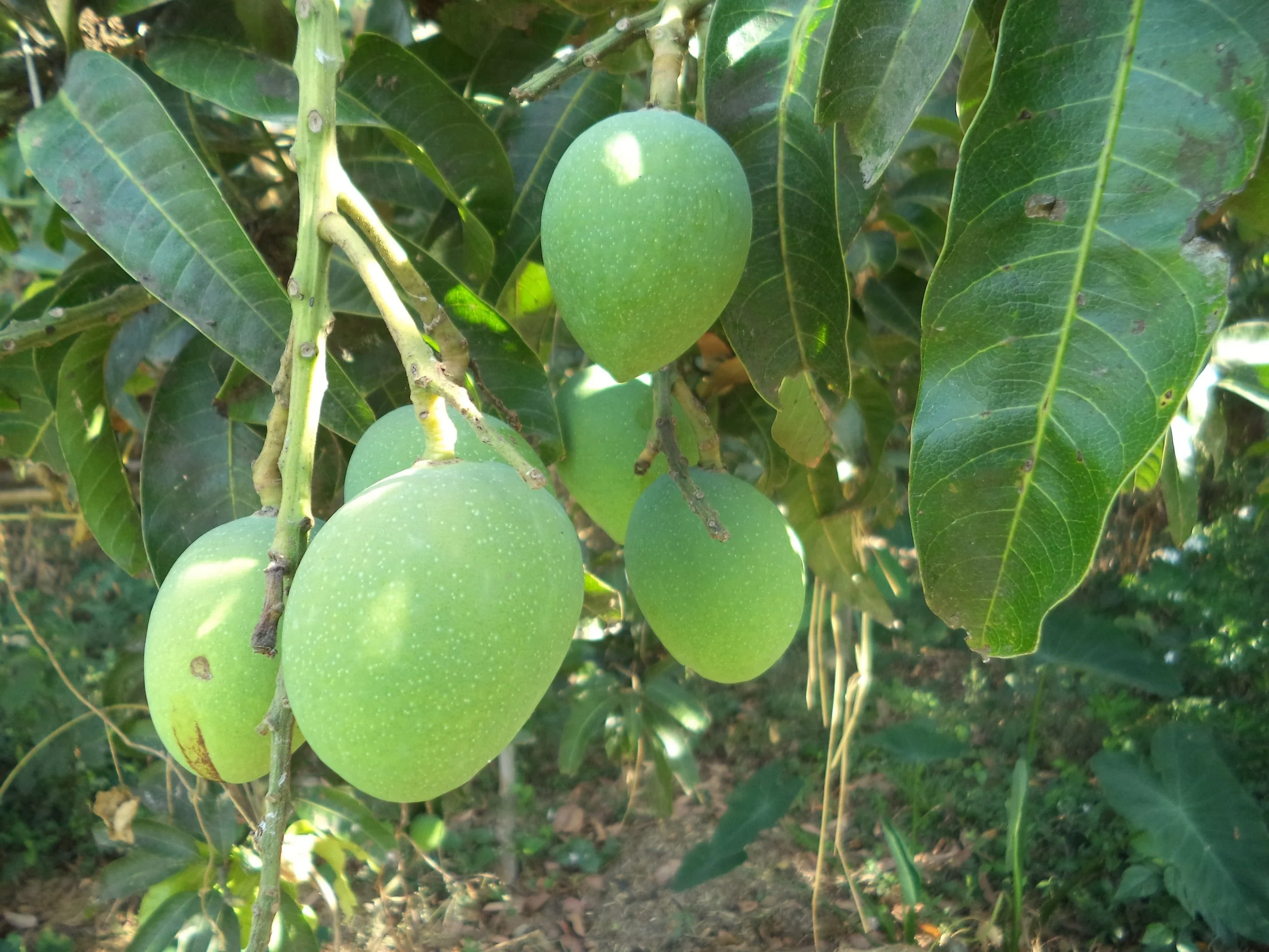 University of the Virgin Islands Agriculture Experiment Station