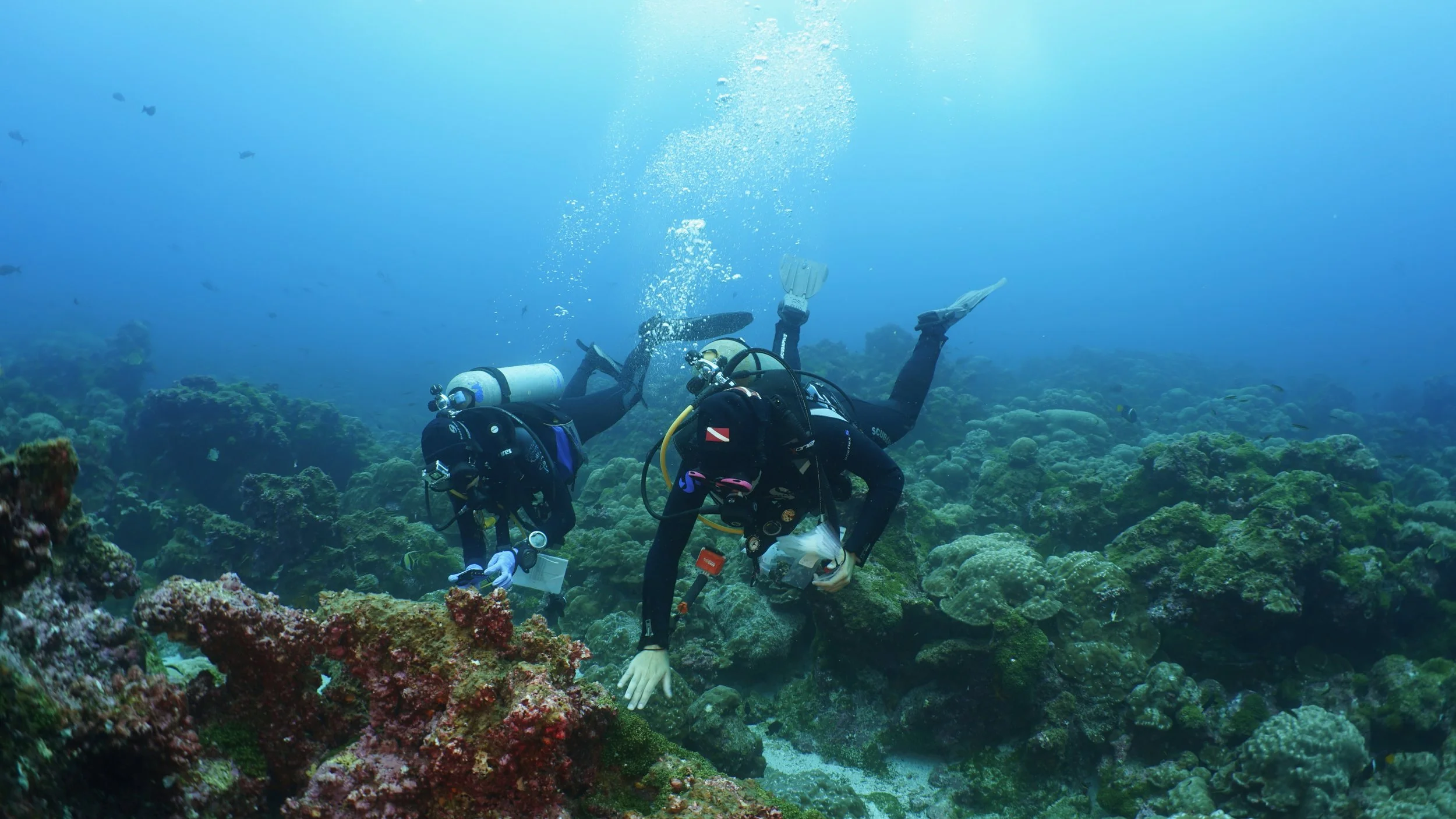The Coral Reef Resilience Lab