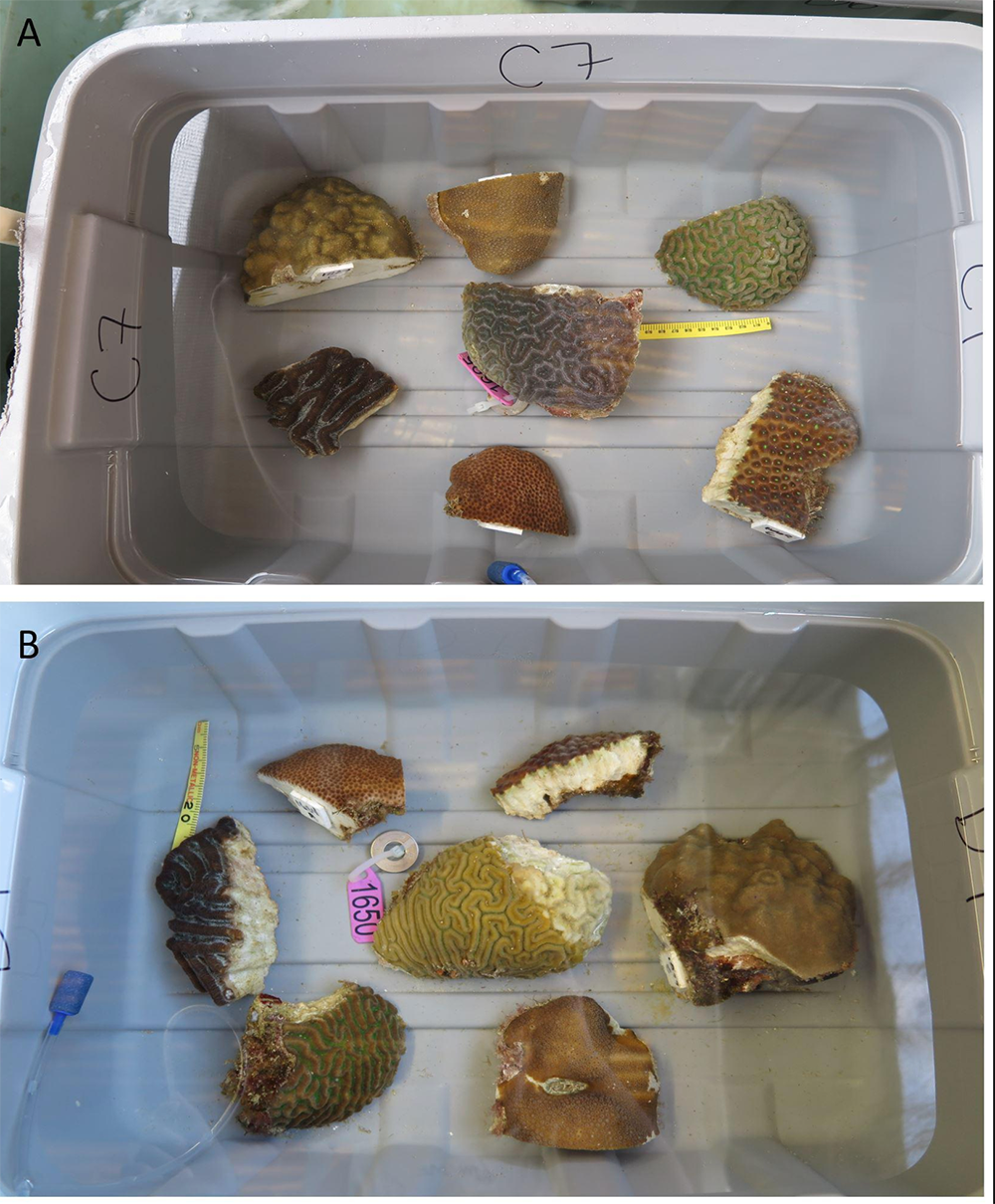 Variable Species Responses to Experimental Stony Coral Tissue Loss Disease (SCTLD) Exposure