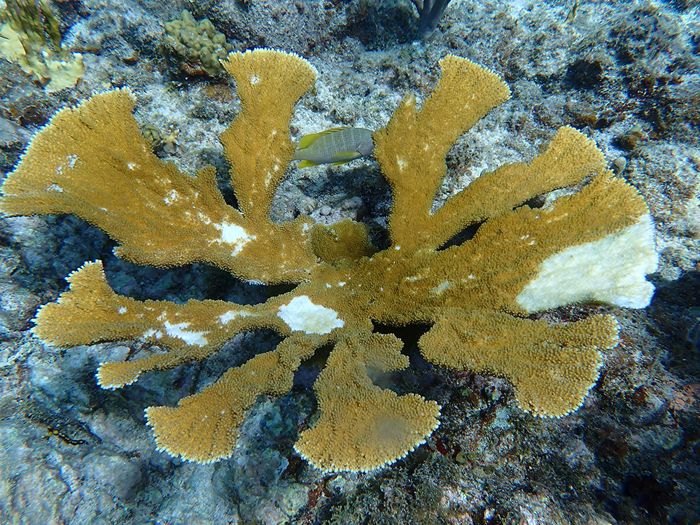 Environmental and biological drivers of white plague disease on shallow and mesophotic coral reefs