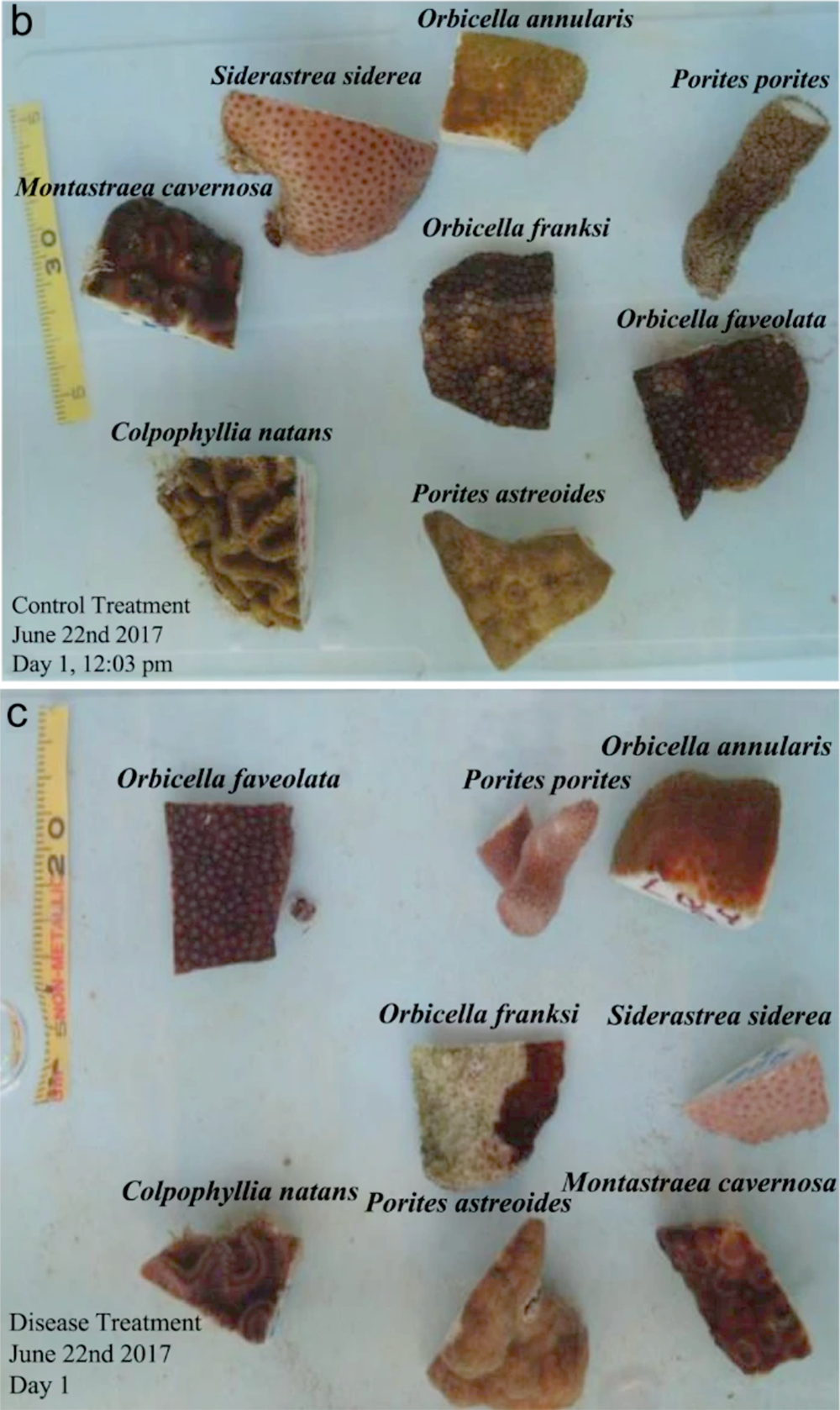 Microbial dysbiosis reflects disease resistance in diverse coral species