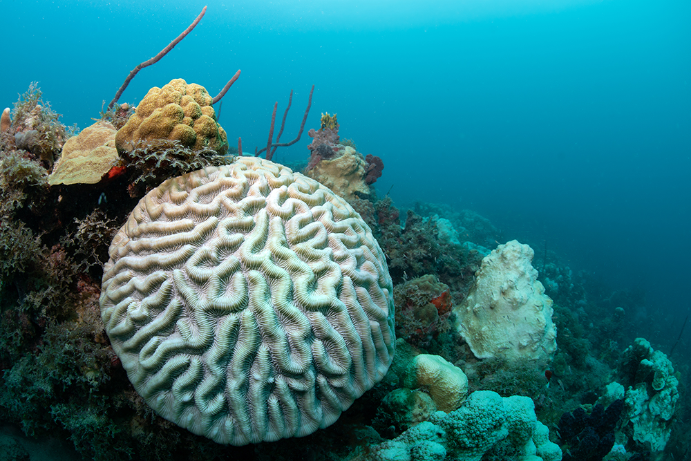 Diversity and Disease: The Effects of Coral Diversity on Prevalence and Impacts of Stony Coral Tissue Loss Disease in Saint Thomas, U.S. Virgin Islands