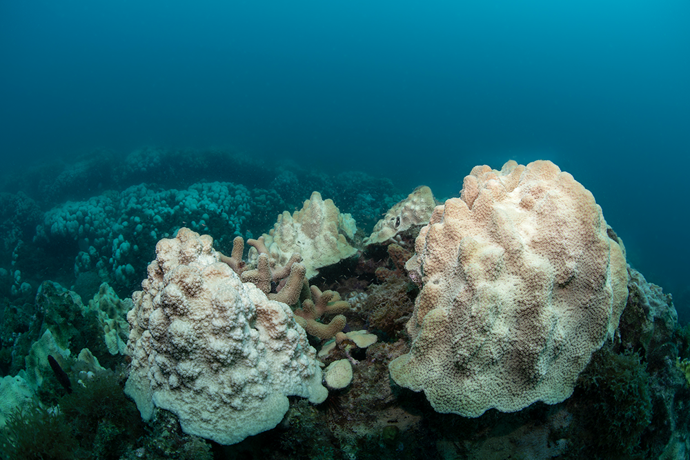 Microbial bioindicators of Stony Coral Tissue Loss Disease identified in corals and overlying waters using a rapid field-based sequencing approach