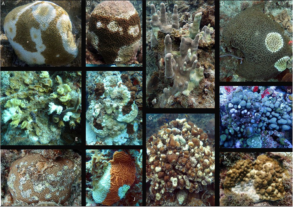 The Emergence and Initial Impact of Stony Coral Tissue Loss Disease (SCTLD) in the United States Virgin Islands