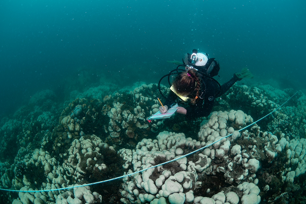Alphaflexivirus Genomes in Stony Coral Tissue Loss Disease-Affected, Disease-Exposed, and Disease-Unexposed Coral Colonies in the U.S. Virgin Islands