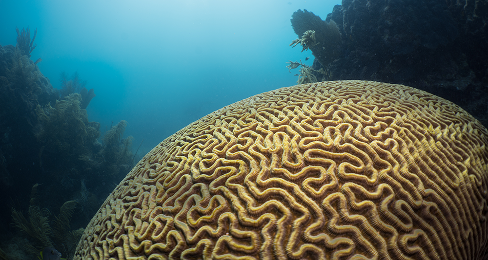 Experimental transmission of Stony Coral Tissue Loss Disease results in differential microbial responses within coral mucus and tissue