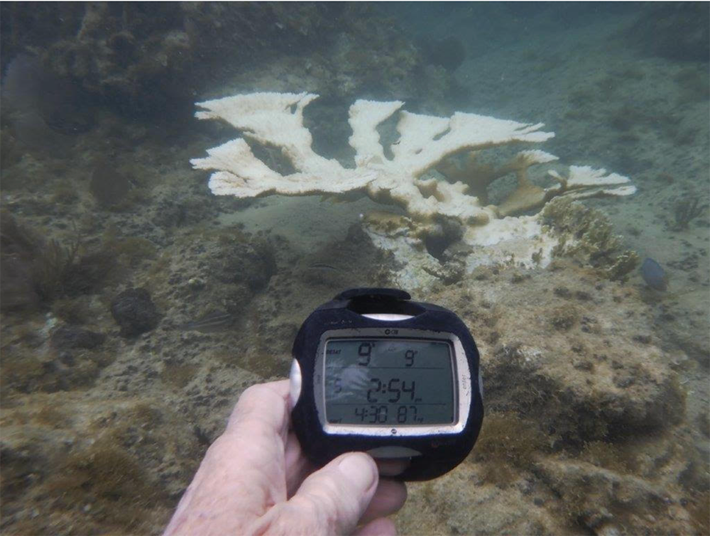 Specter of Coral Bleaching Hangs Over V.I.