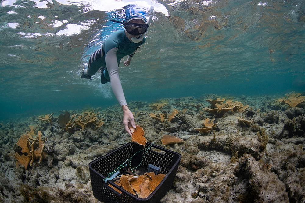 Reef Response