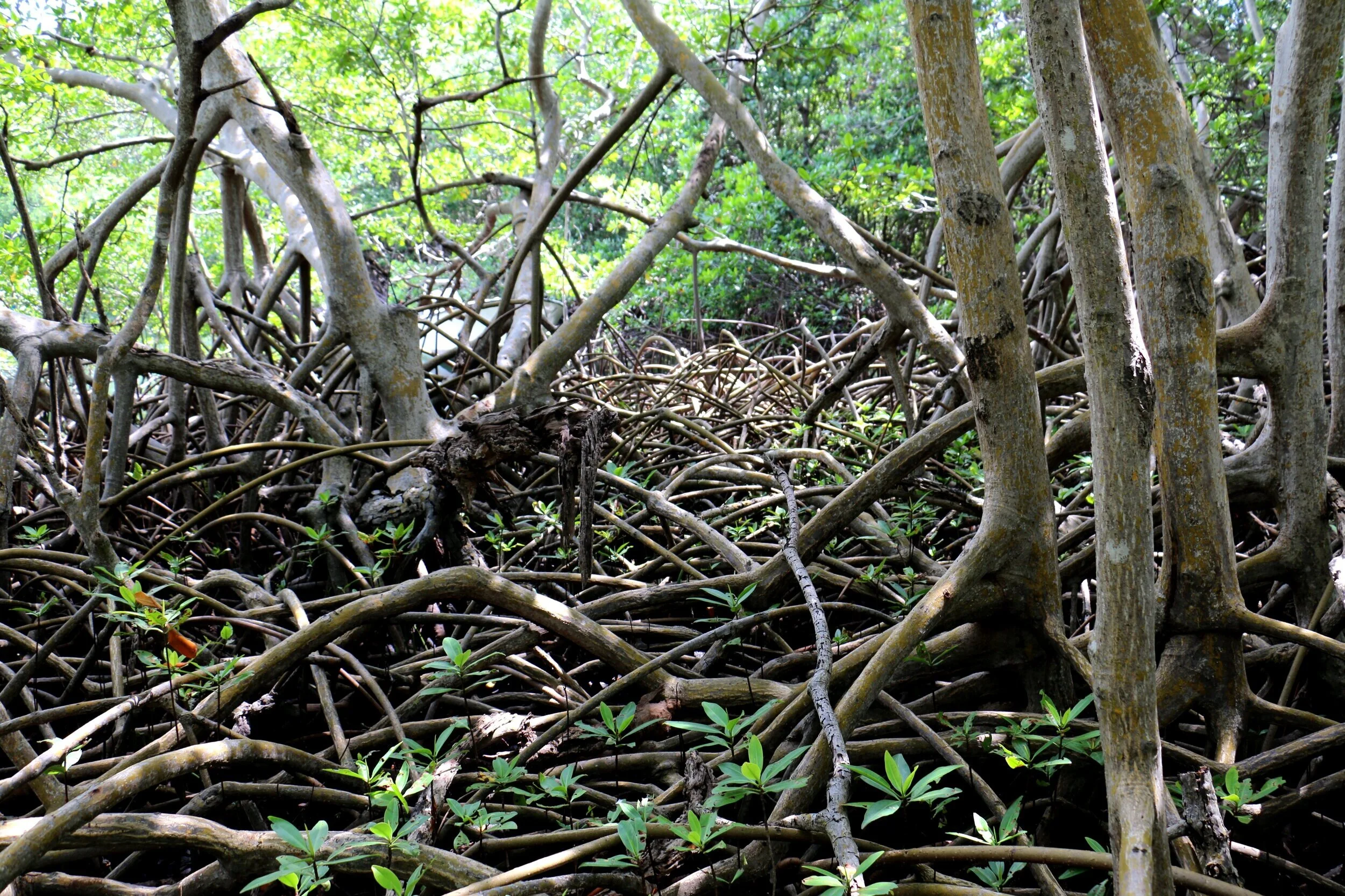 A closer look at a jungle-gym of mangrove roots at the St. Thomas East End Reserves, a marine protected area and NOAA priority watershed. Photo credit: Kristin Wilson Grimes.