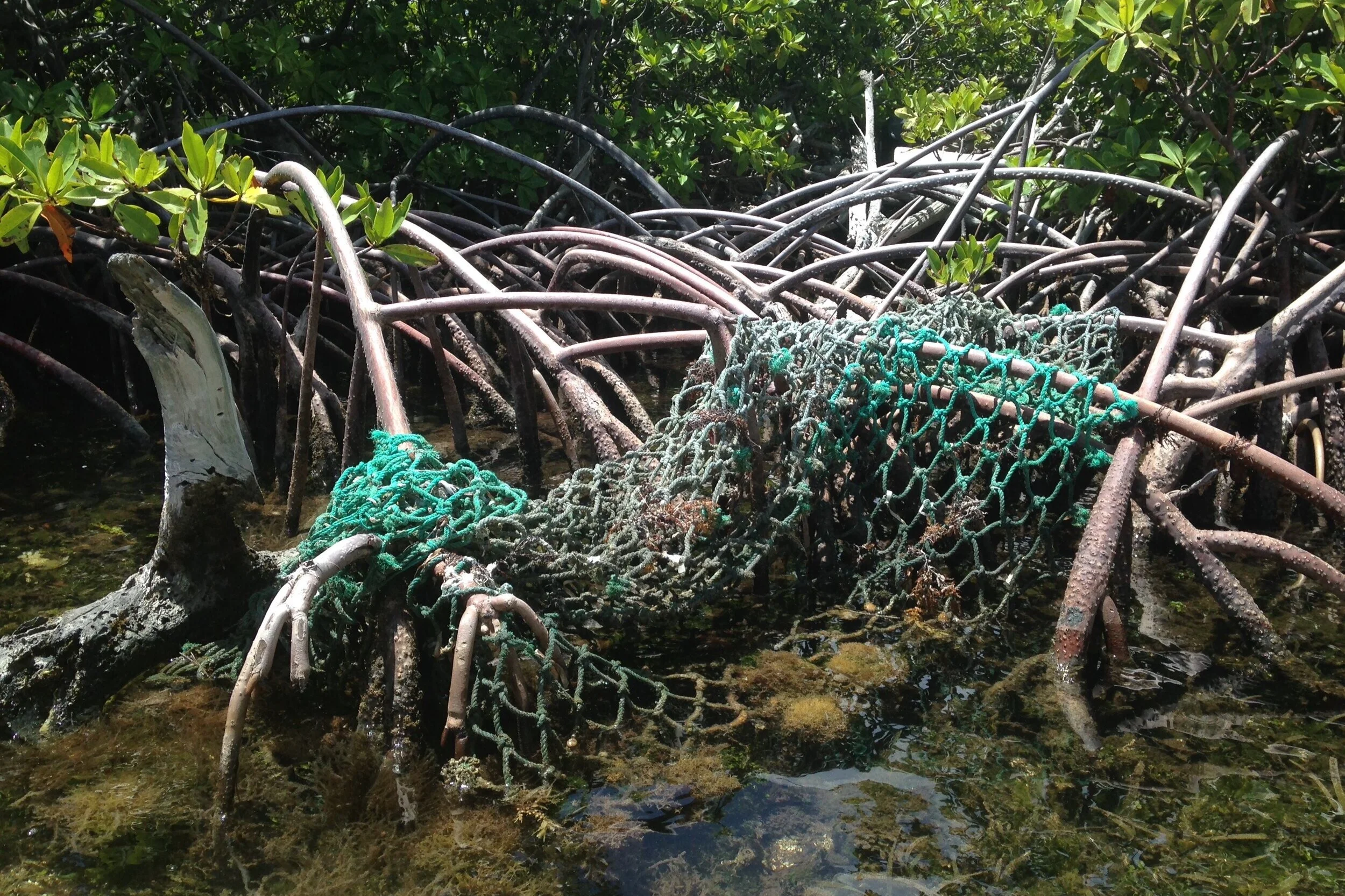 Fishing nets like this are just one type of marine debris that the Great Mangrove Clean-Ups are working to tackle. Photo credit: Kristin Wilson Grimes.