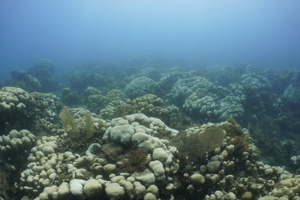 Bleached Coral At Brewers Bay Beach