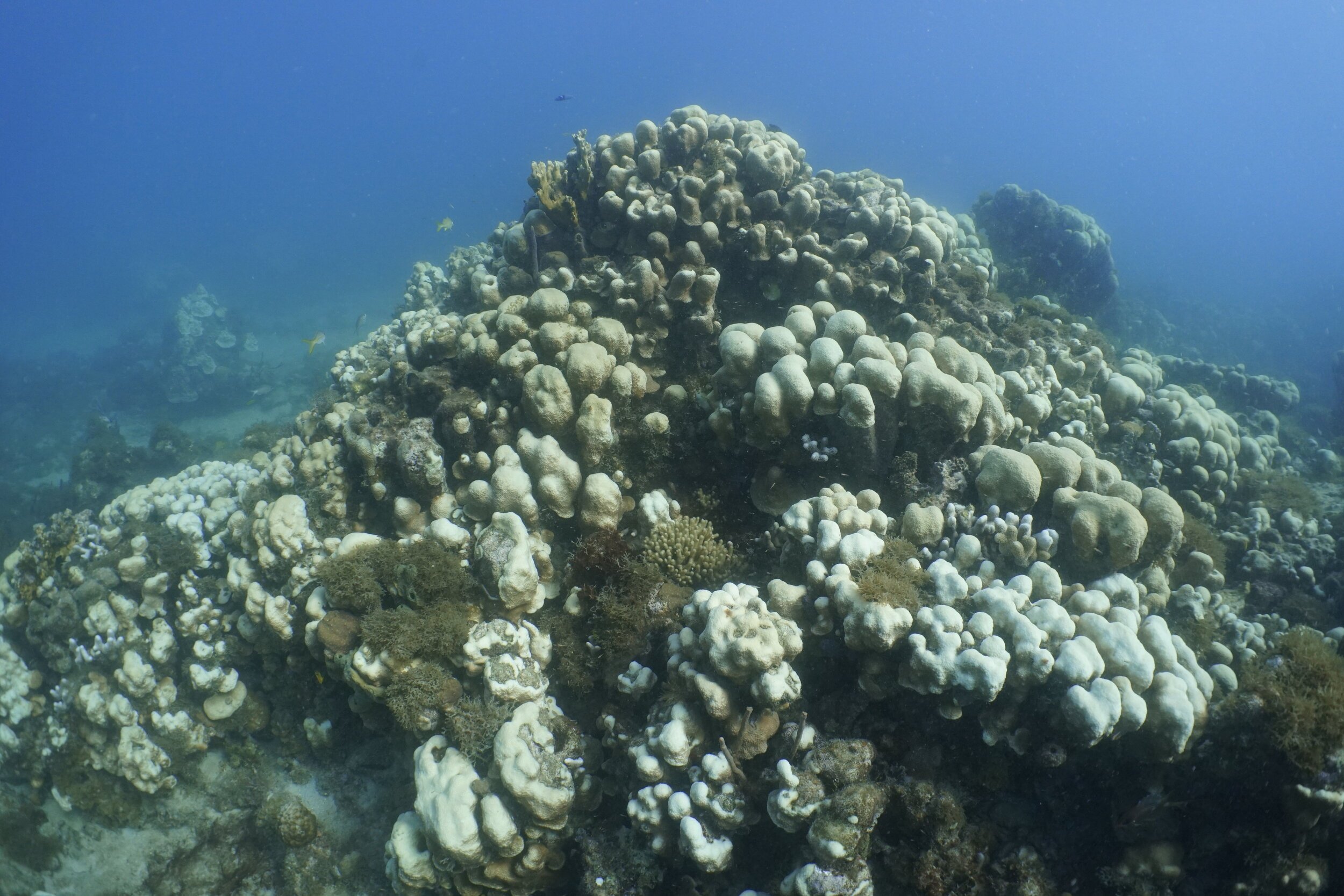 Bleached Coral At Brewers Bay Beach