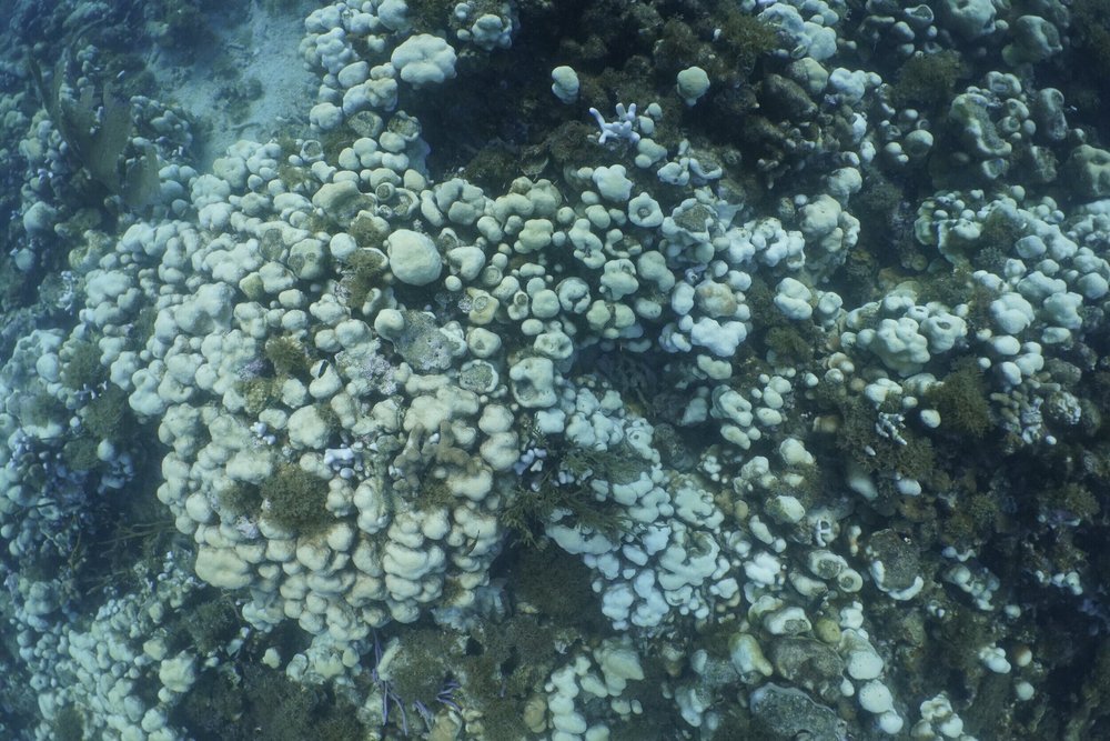 Bleached Coral At Brewers Bay Beach