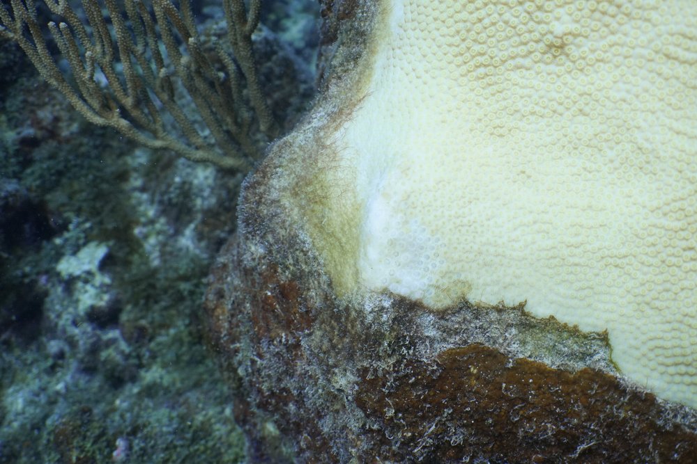Coral Bleaching Closeup At Botany Bay