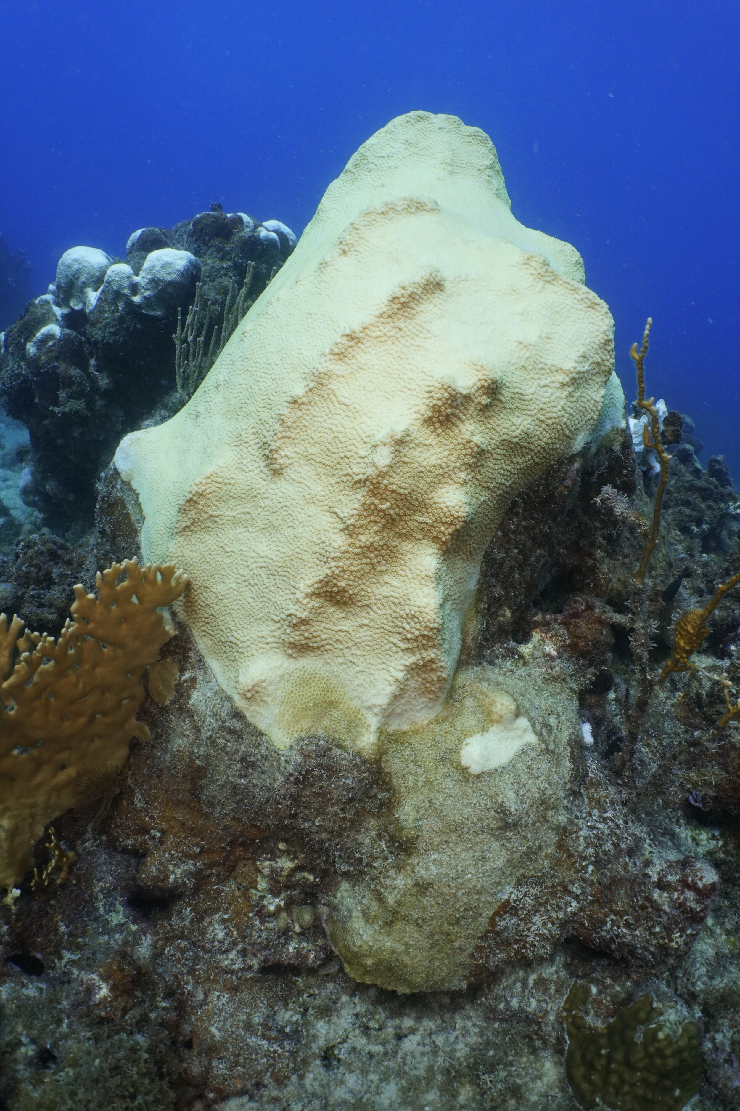 Coral Bleaching Closeup At Botany Bay
