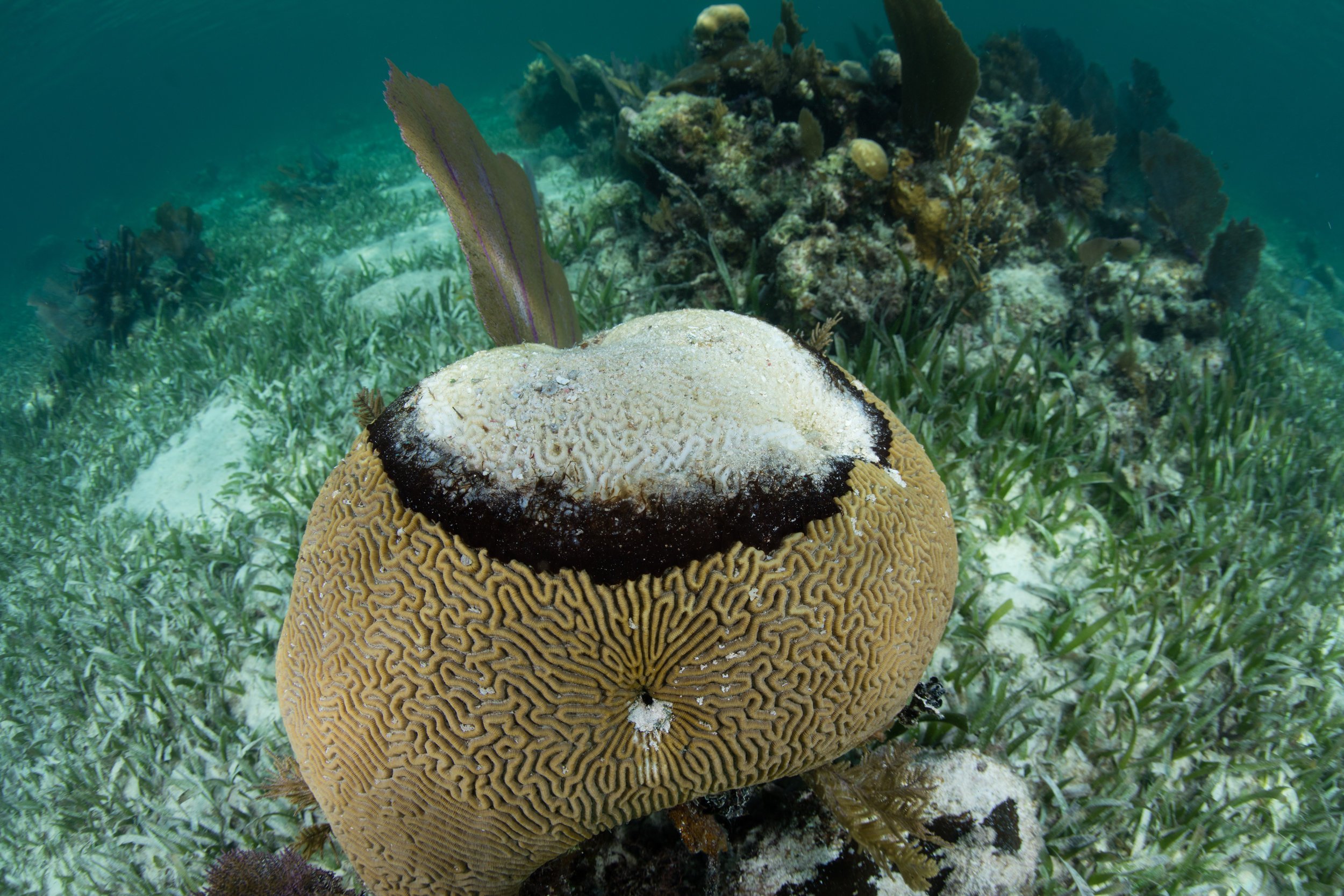 Scientists Offer A Glimmer of Hope With Strategies For Saving Coral Reefs —  VI EPSCoR