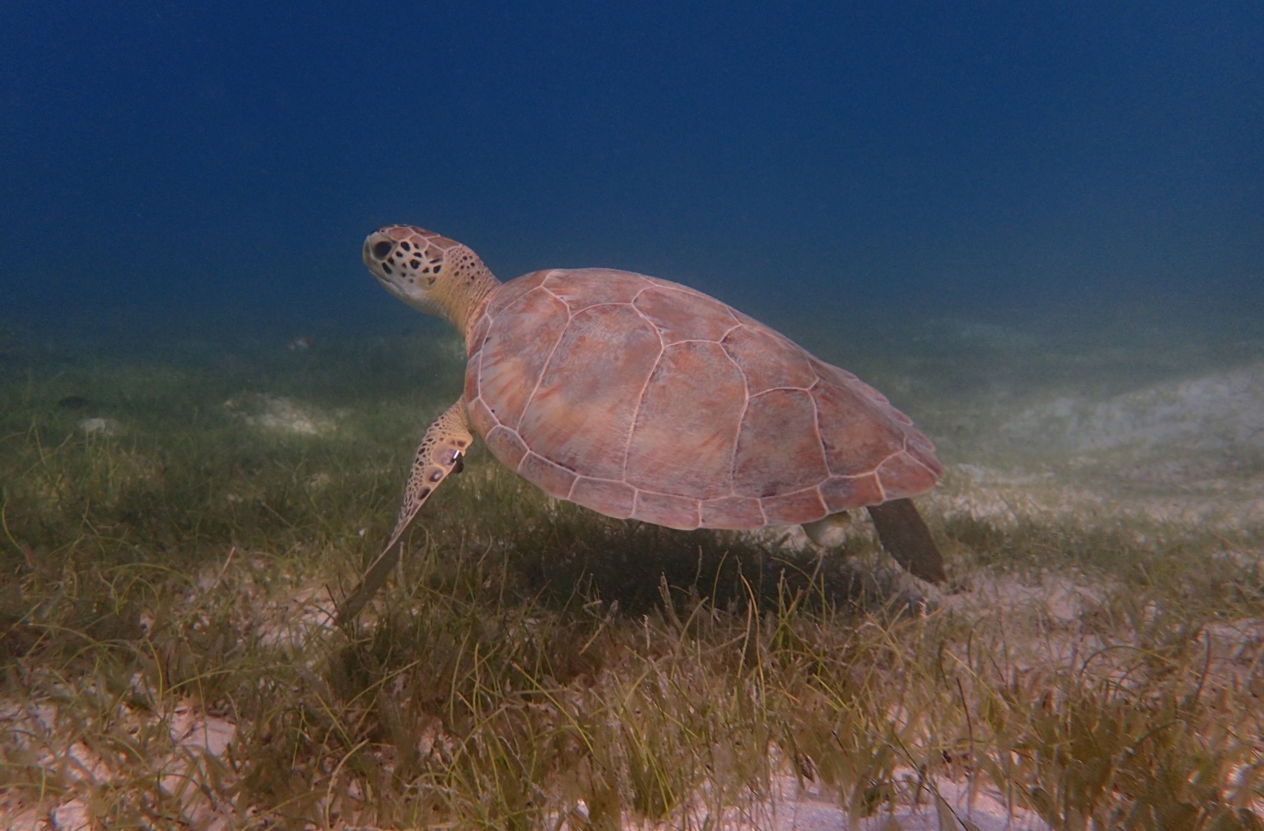 Native seagrasses play a primary role in the diet of sea turtles and provide important habitat for juvenile fishes.&nbsp;This juvenile green sea turtle lingers over a mixed seagrass bed with both native and invasive species