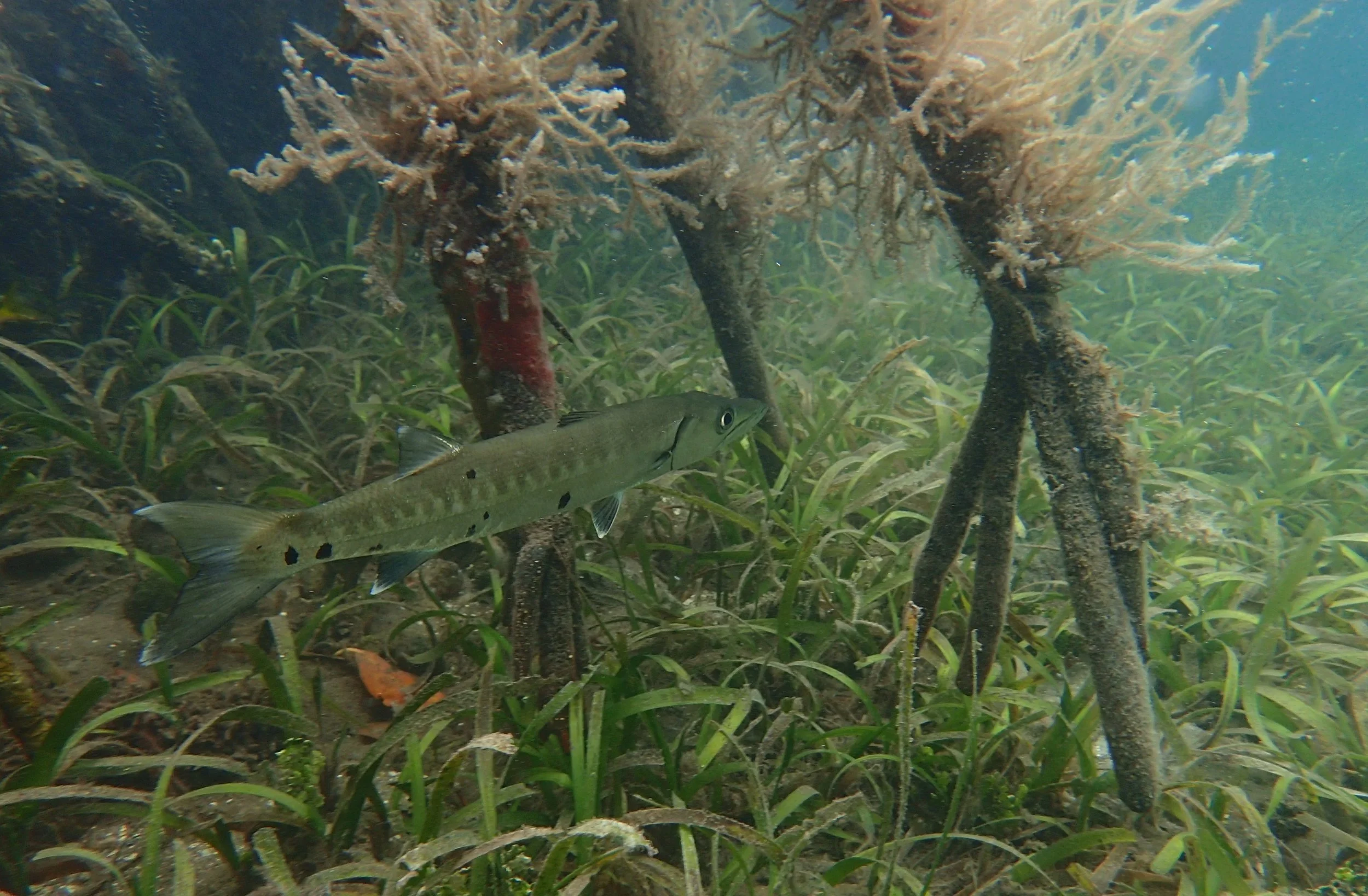 Juvenile fishes like this little barracuda,&nbsp;hide inshore on seagrass beds until they have matured enough to venture into deeper waters.