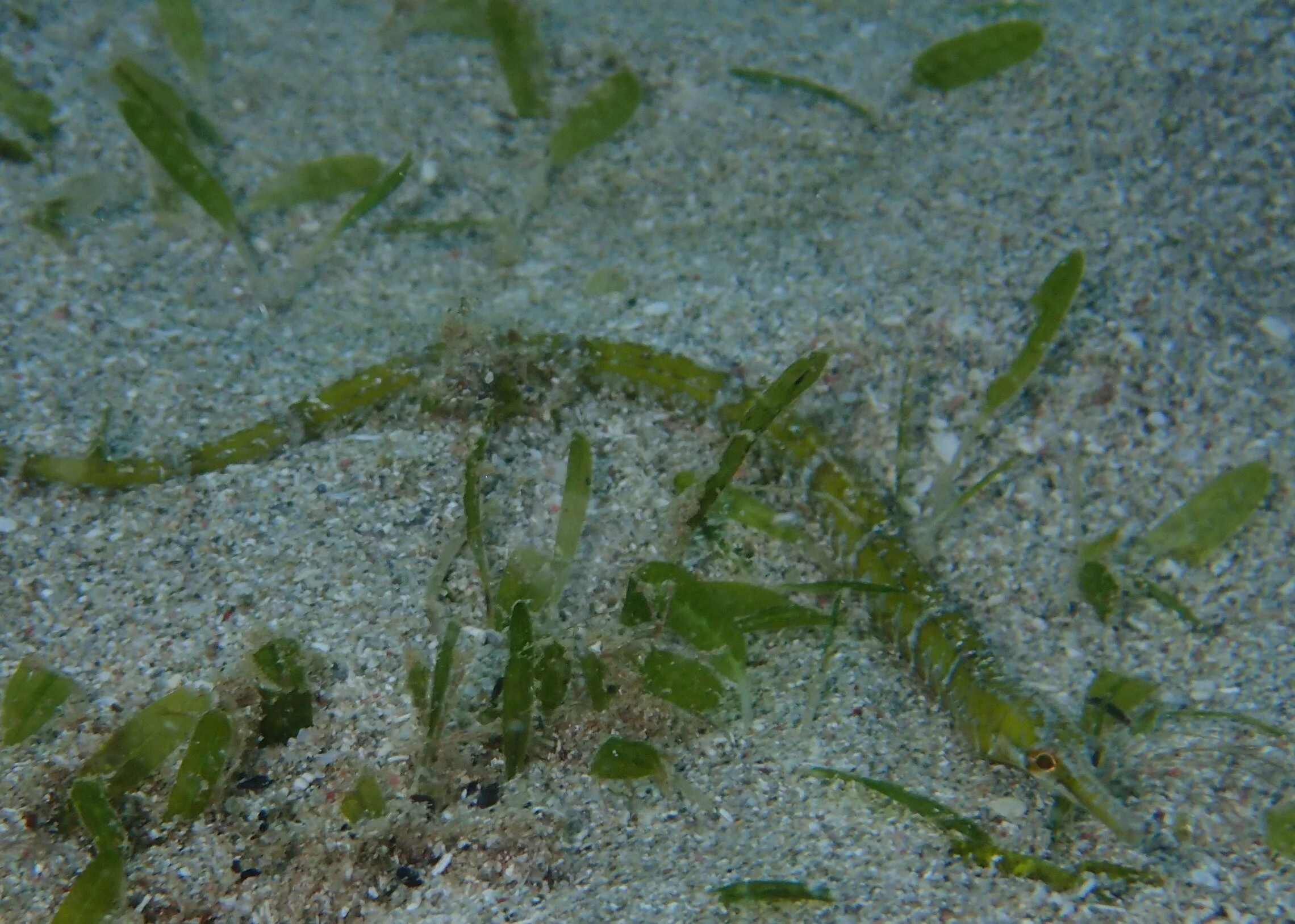 H. stipulacea is shorter than resident seagrass, growing around 6 cm tall compared to local grasses which grow around 30 cm.&nbsp; Here, a juvenile Caribbean pipefish,&nbsp;&nbsp;attempts to camouflage itself in the short spears.