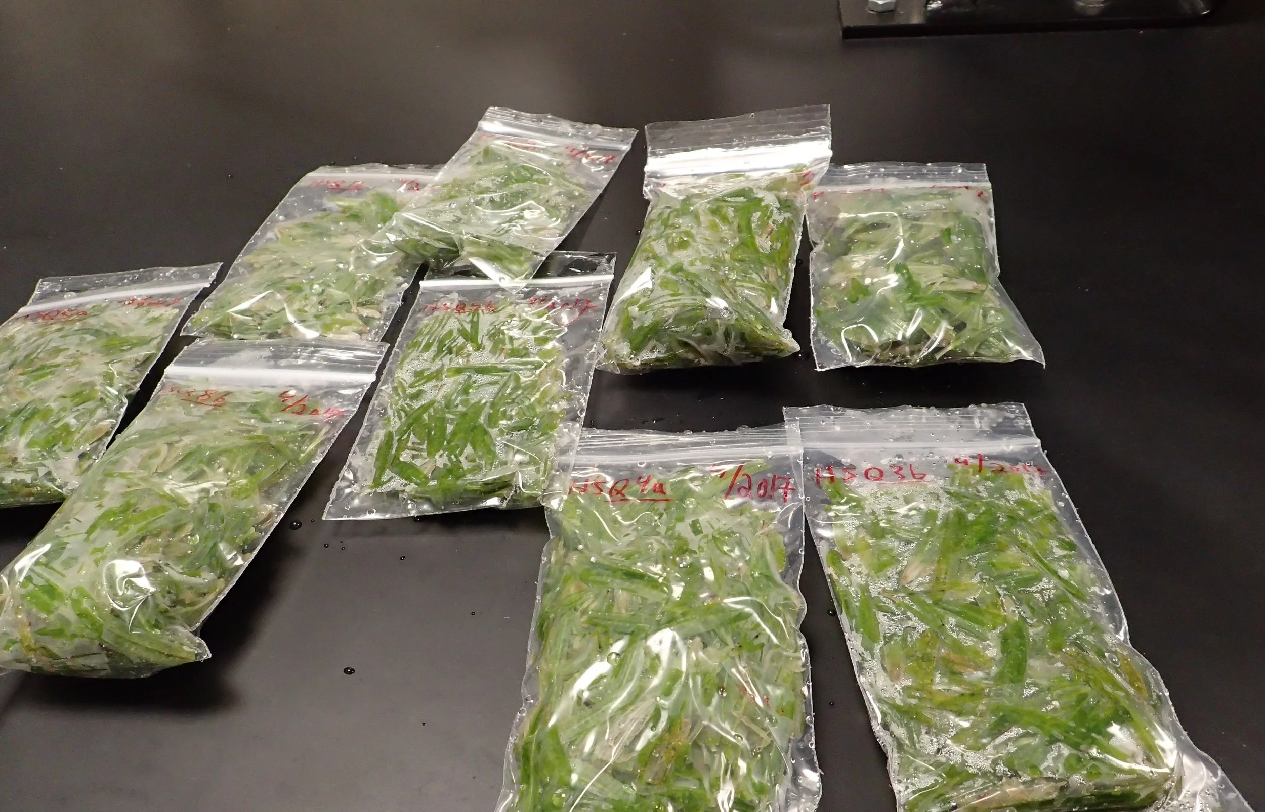 These zip-lock bags contain freshly collected seagrass, which are stored in a freezer until analyses are conducted.&nbsp;