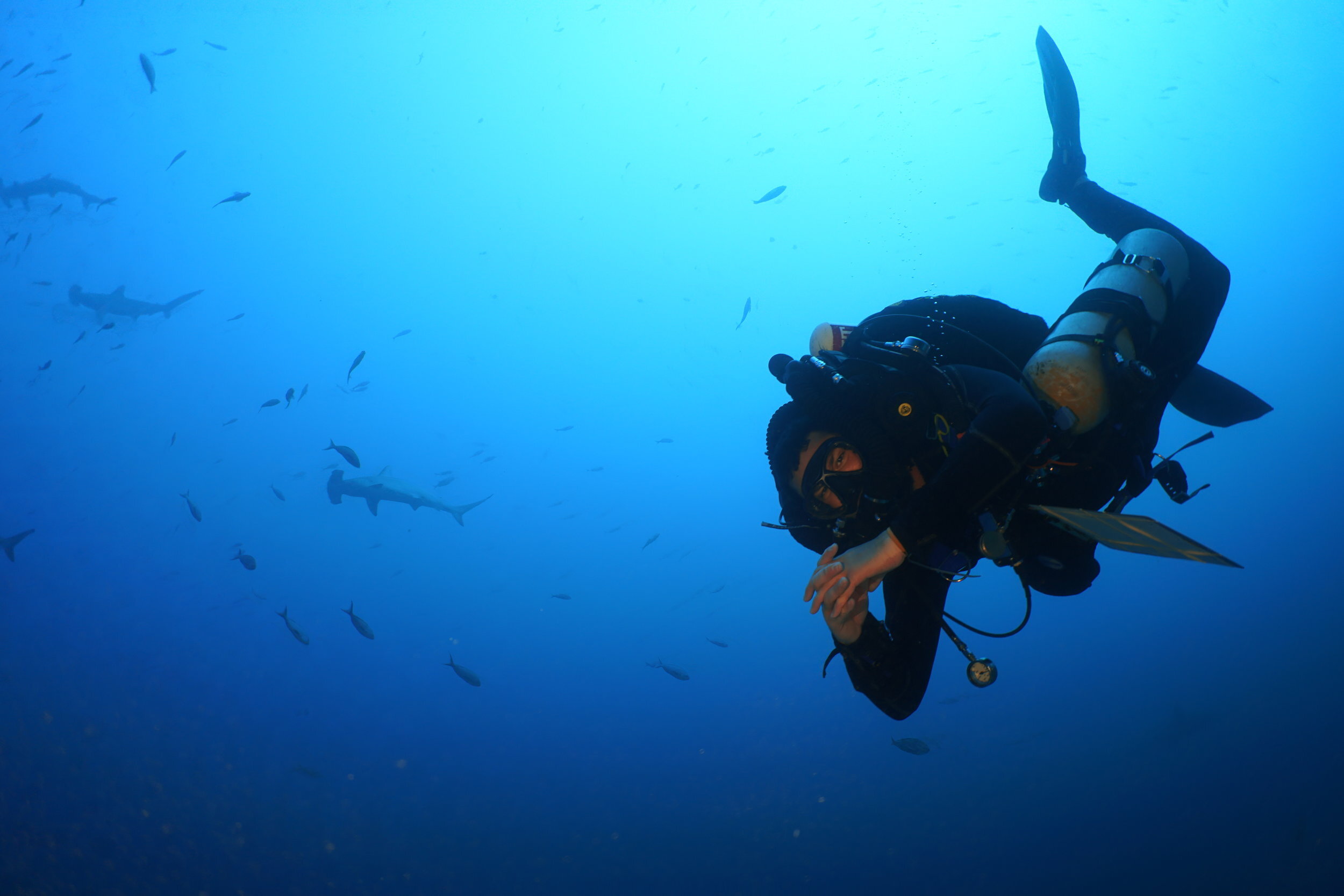 Viktor Brandtneris dives with hammerhead sharks in the Galapagos Islands, Ecuador