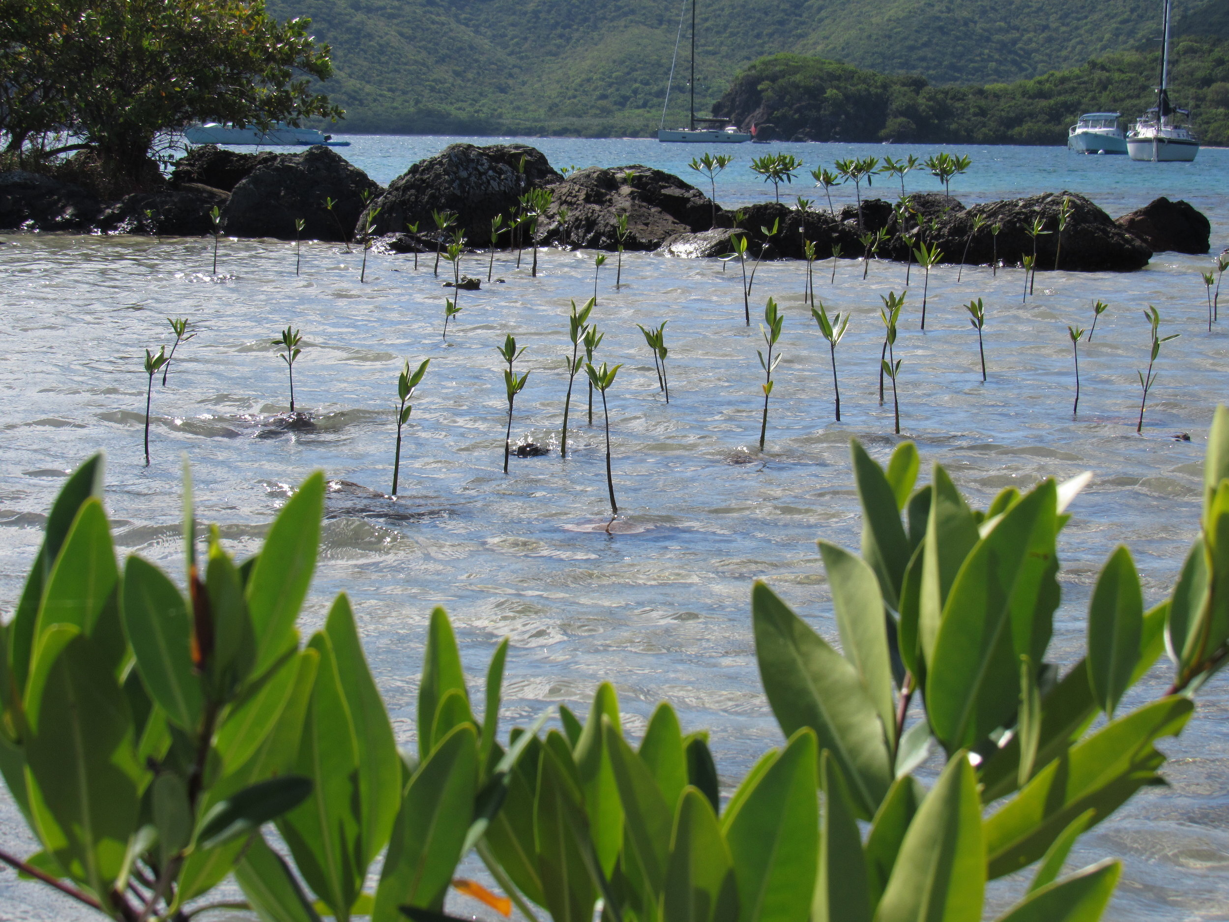 Mangrove seedlings near Brewers Bay