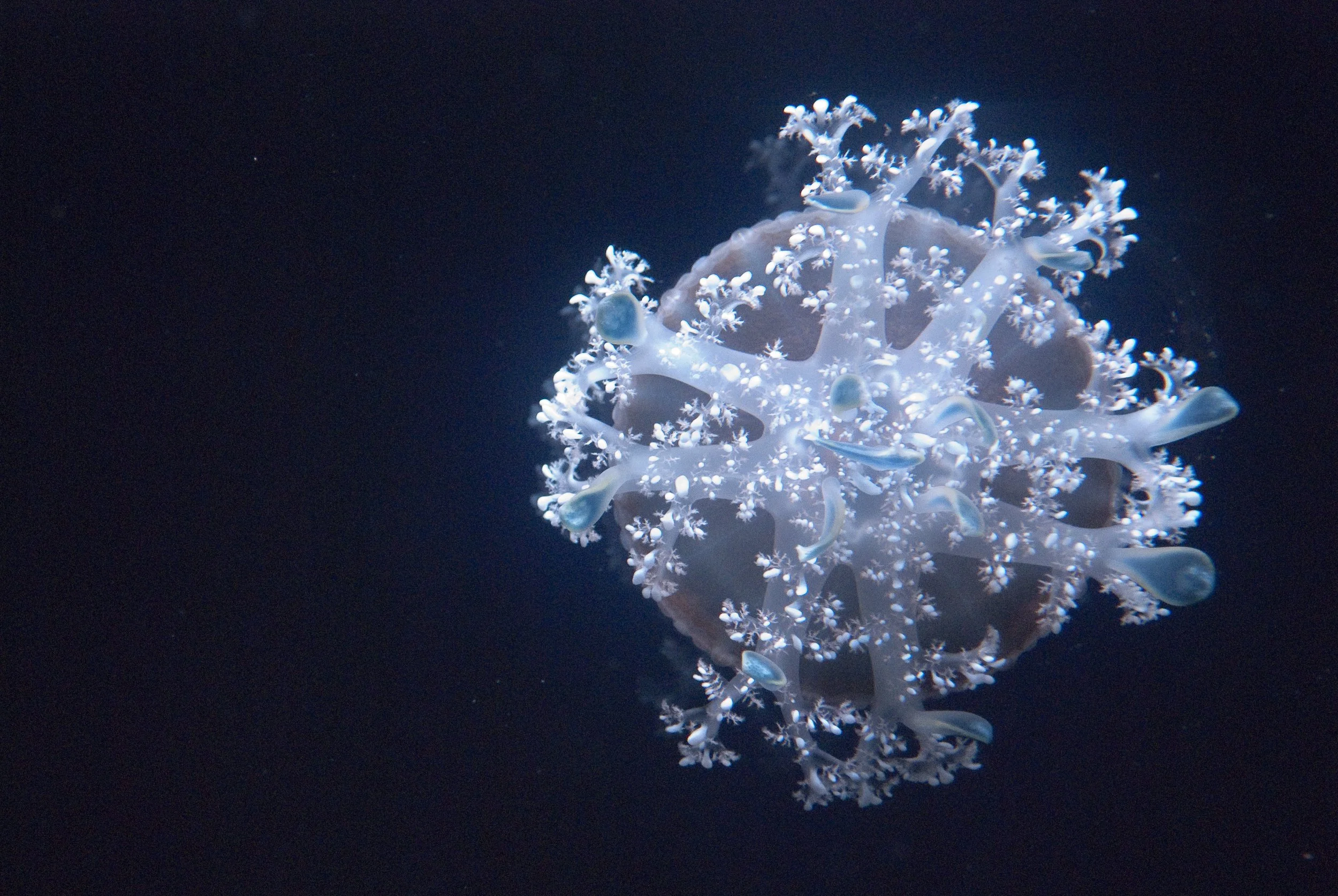 Microscopic plankton.