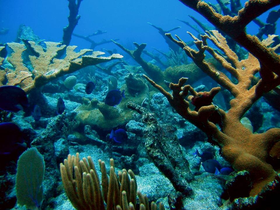 Coral Nurseries Are a Species Salvation.