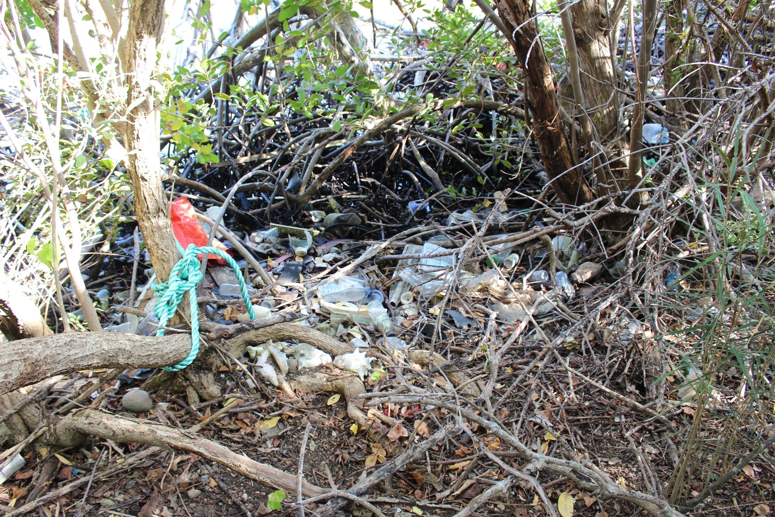 St. Croix Great Mangrove Cleanup