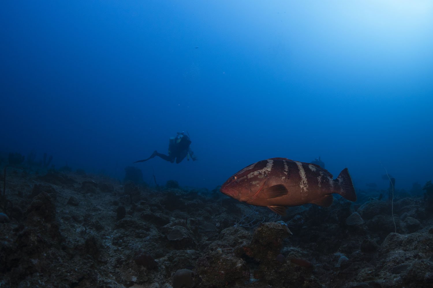  Nassau Grouper have been documented to live up to 29 years old. At about 4-5 years they reach sexual maturity and join a spawning aggregation. 