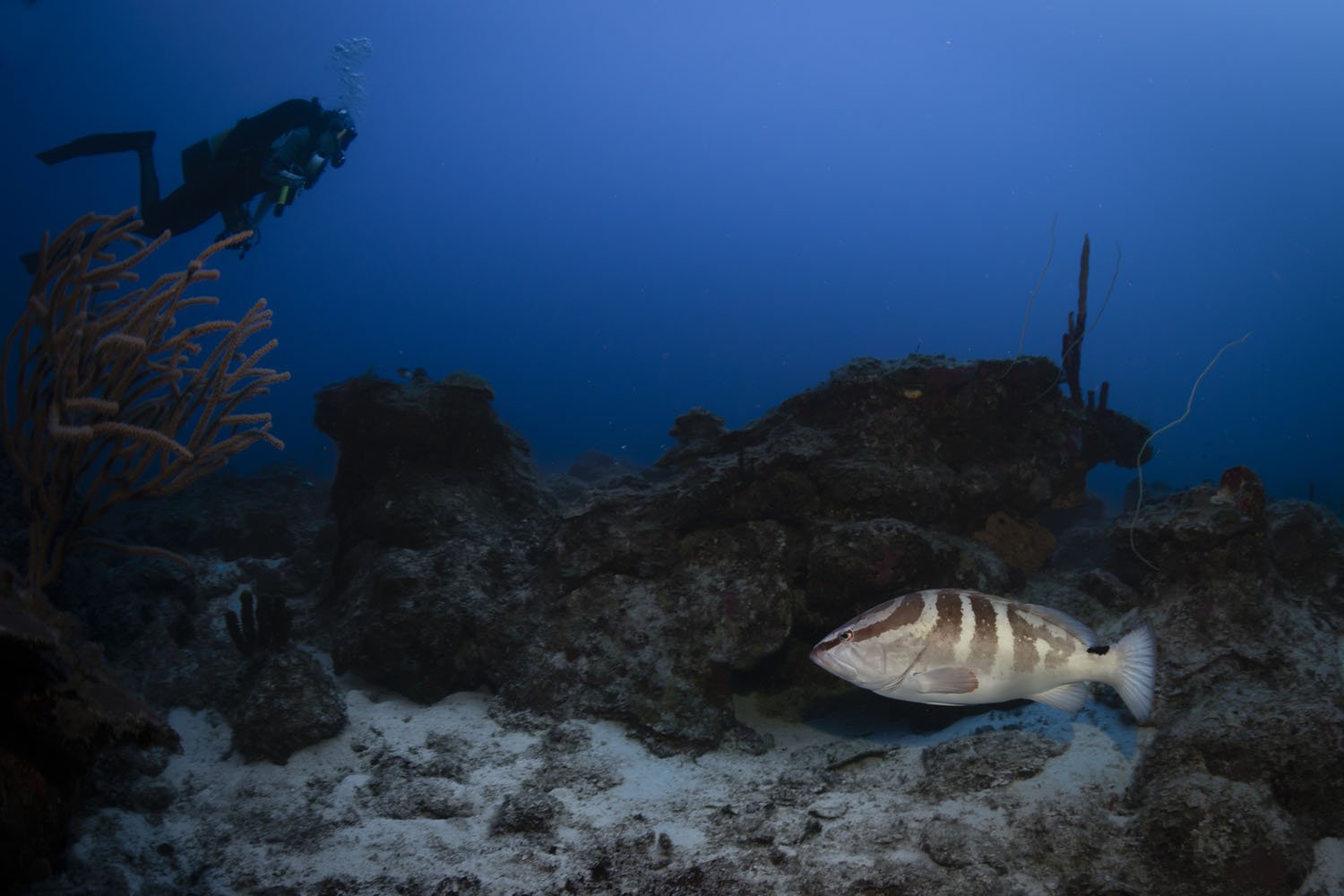  Throughout most the day, Nassau Grouper hang out between crevices in the reef which act as perfect hiding and hunting locations. 