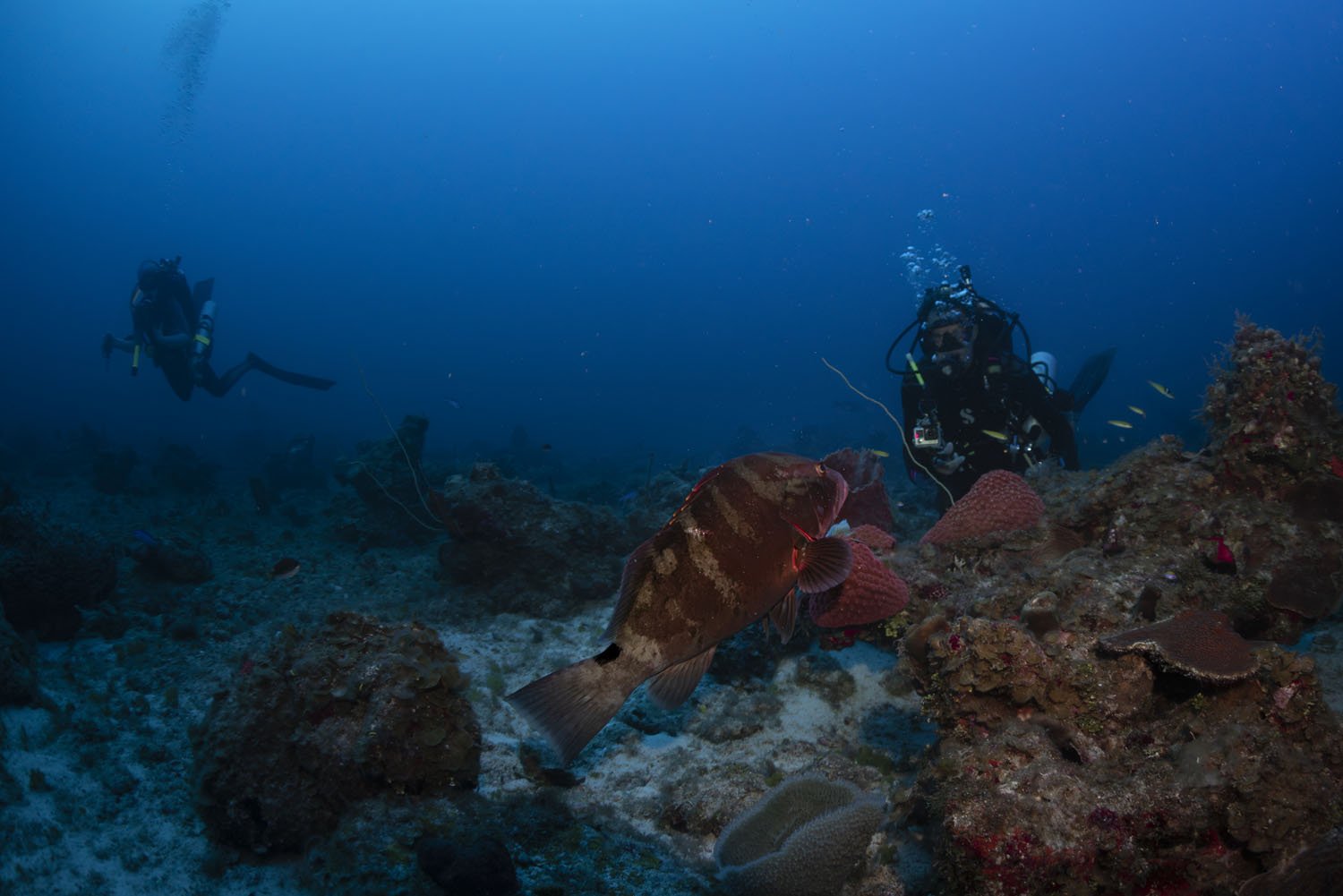  After decades of research on the Grammanik Bank, some of the Nassau Grouper have become accustomed to Nemeth’s presence. Some even seem to approach to welcome him back. 