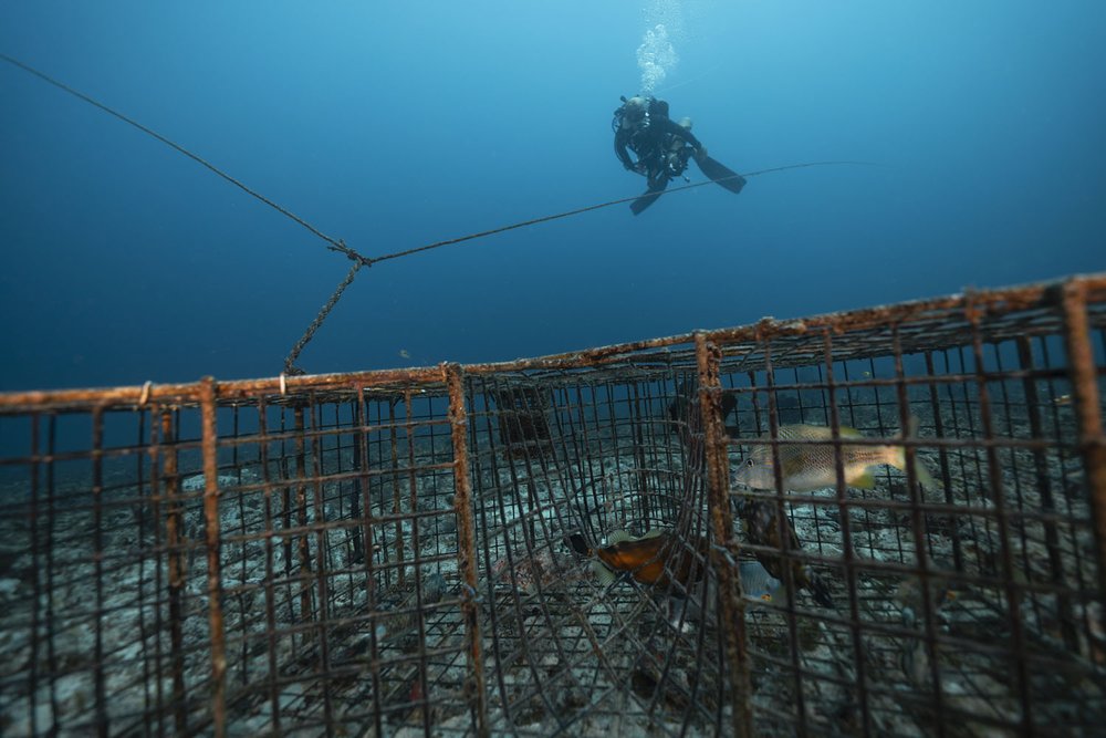  One buoy leads to several traps, each connected by long lines leading to the next. 