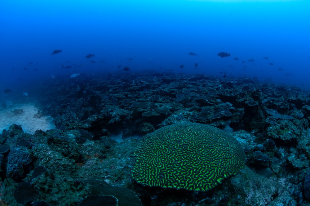  As the sun begins to set and these deep reefs lose light, the Nassau Grouper rise from the reef and begin forming their spawning aggregation. 