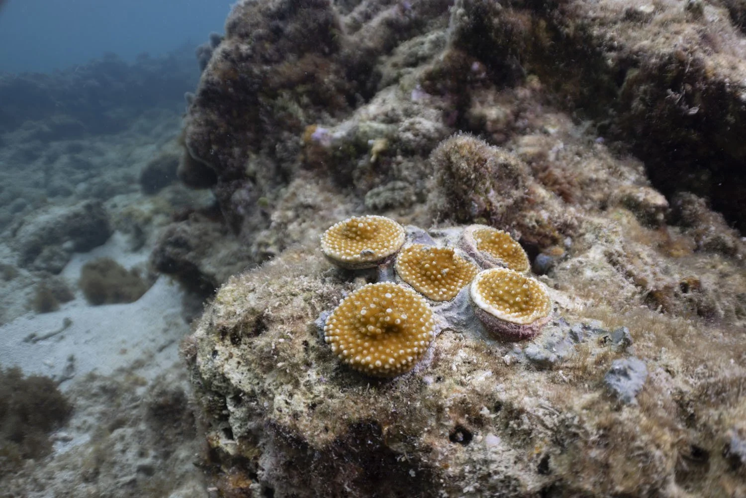 _D5A0932 Optimized.jpg