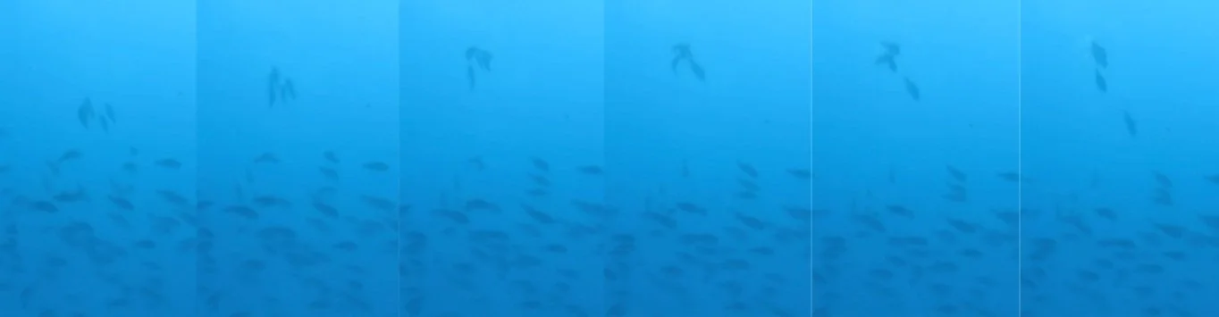 Yellowtail Parrotfish Spawning Sequence