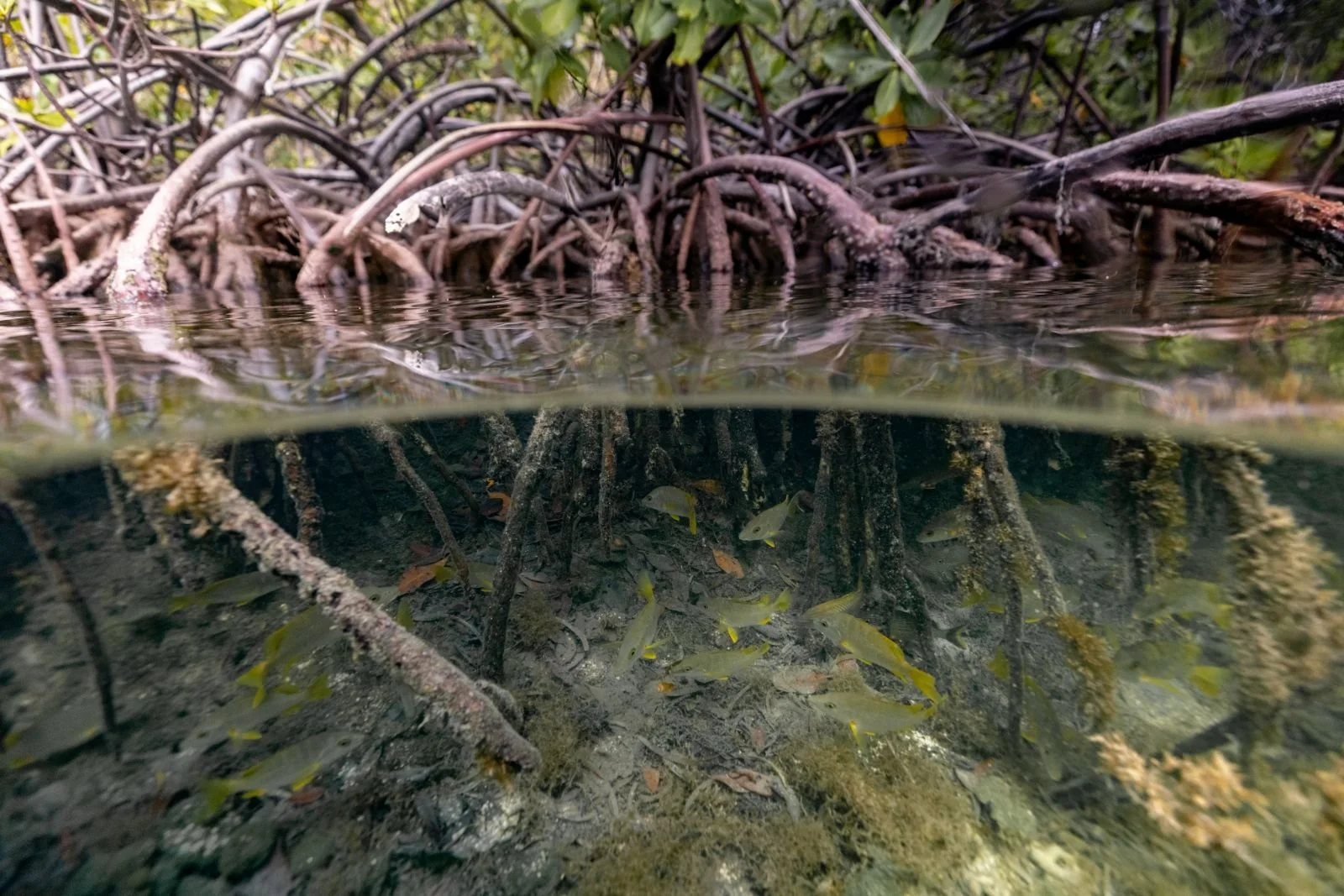 Mangrove Ecosystem Function &amp; Recovery