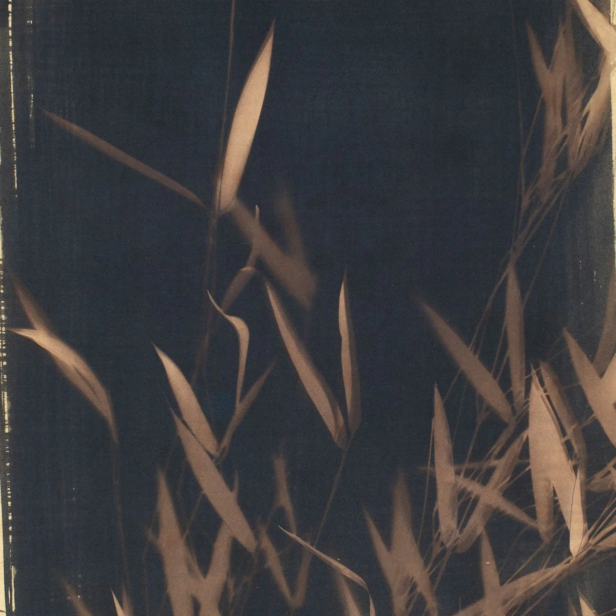Bamboo_38x28cm-series_10-crop.jpg