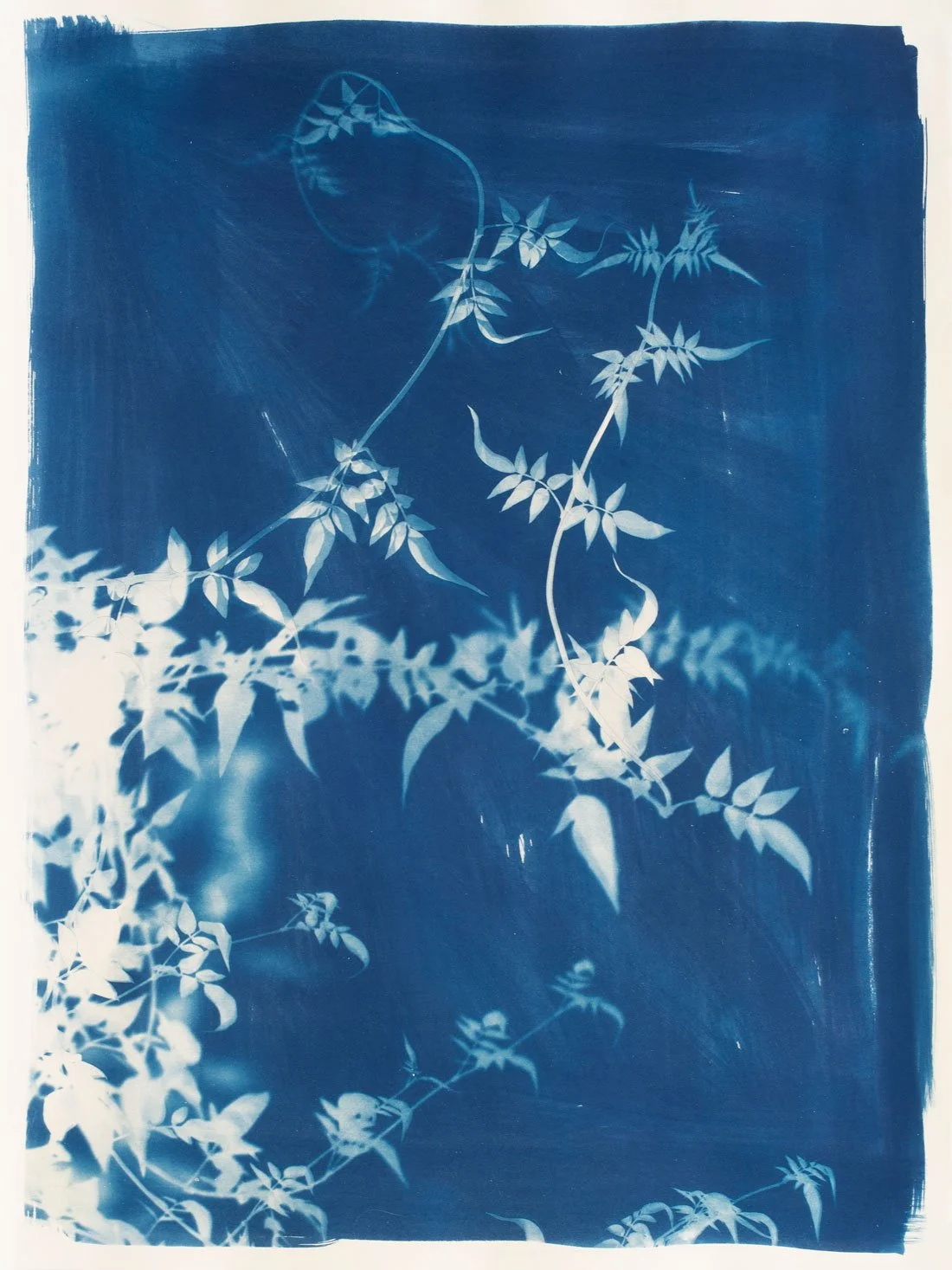 Cyanotype_Jasmine_series_8_760x560mm-4x3-web.jpg