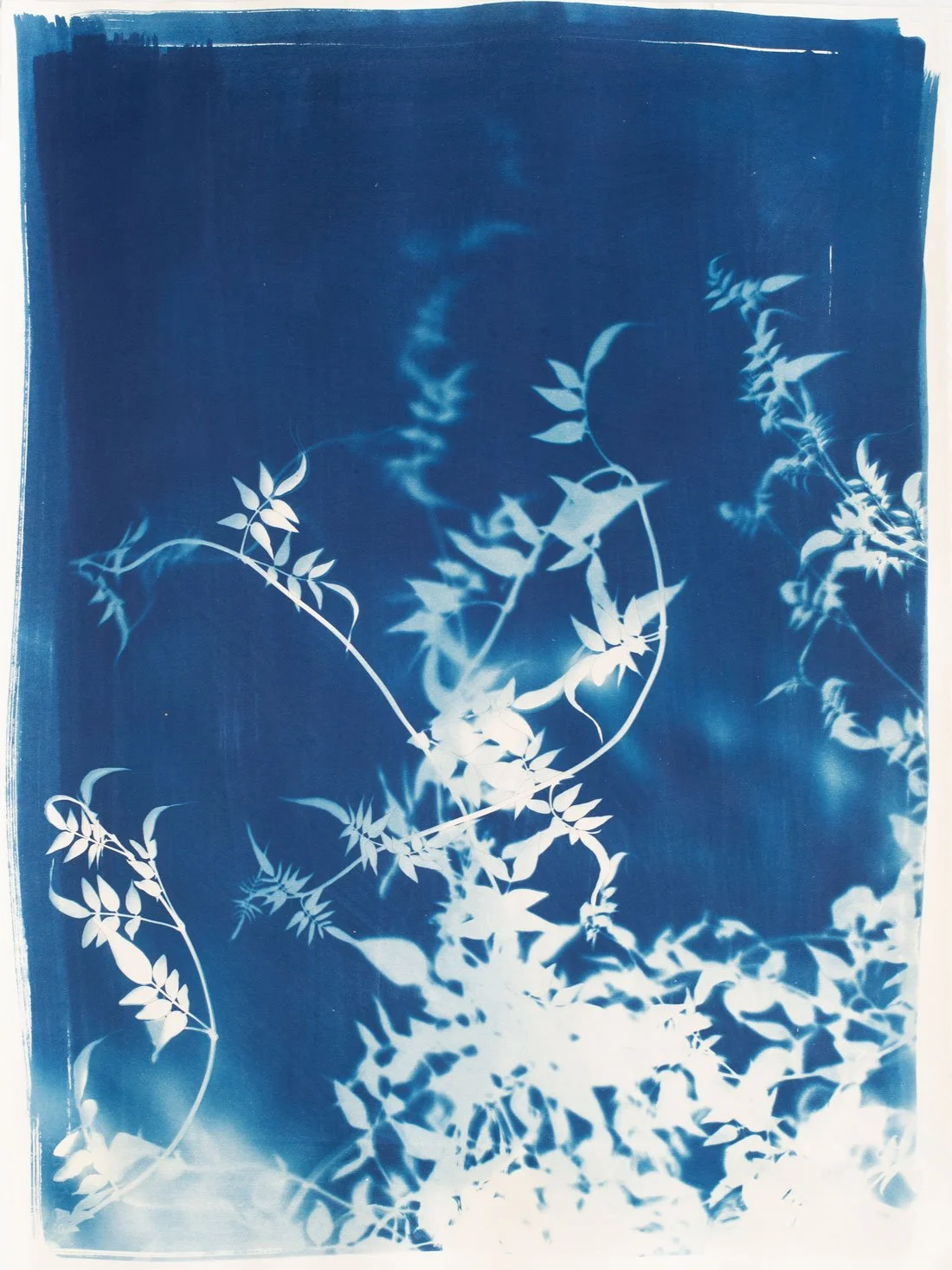 Cyanotype_Jasmine_series_7_760x560mm-3x4-web.jpg
