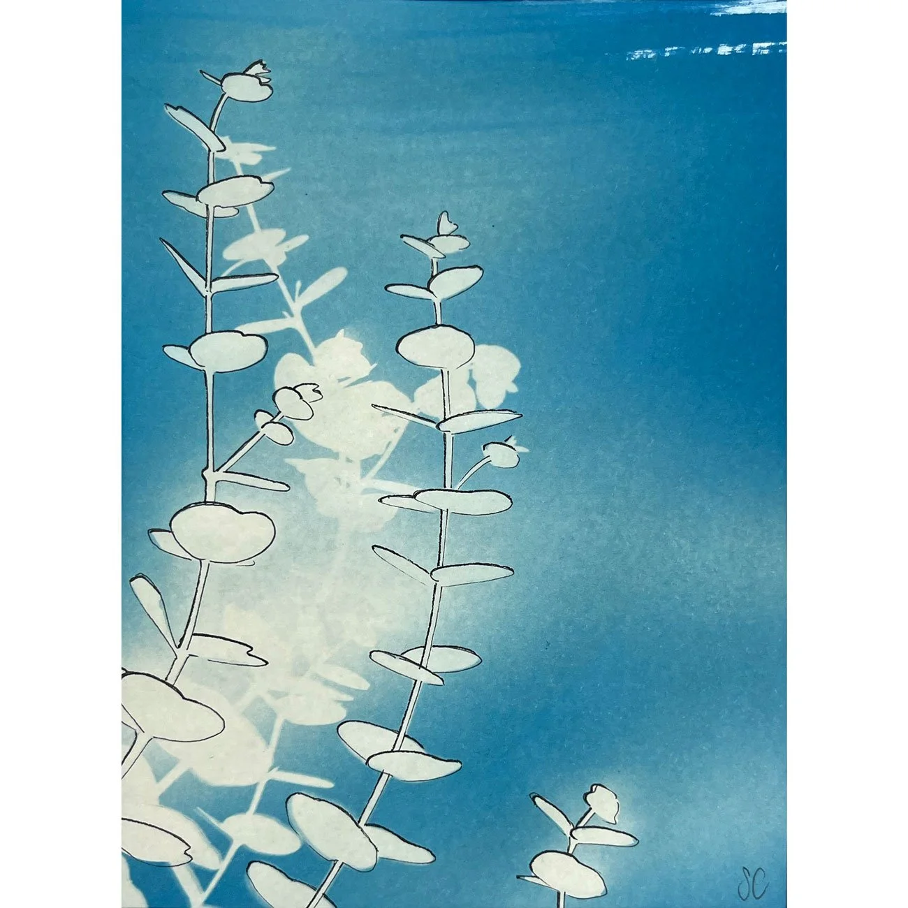 31-Eucalyptus-study-2-web.jpg
