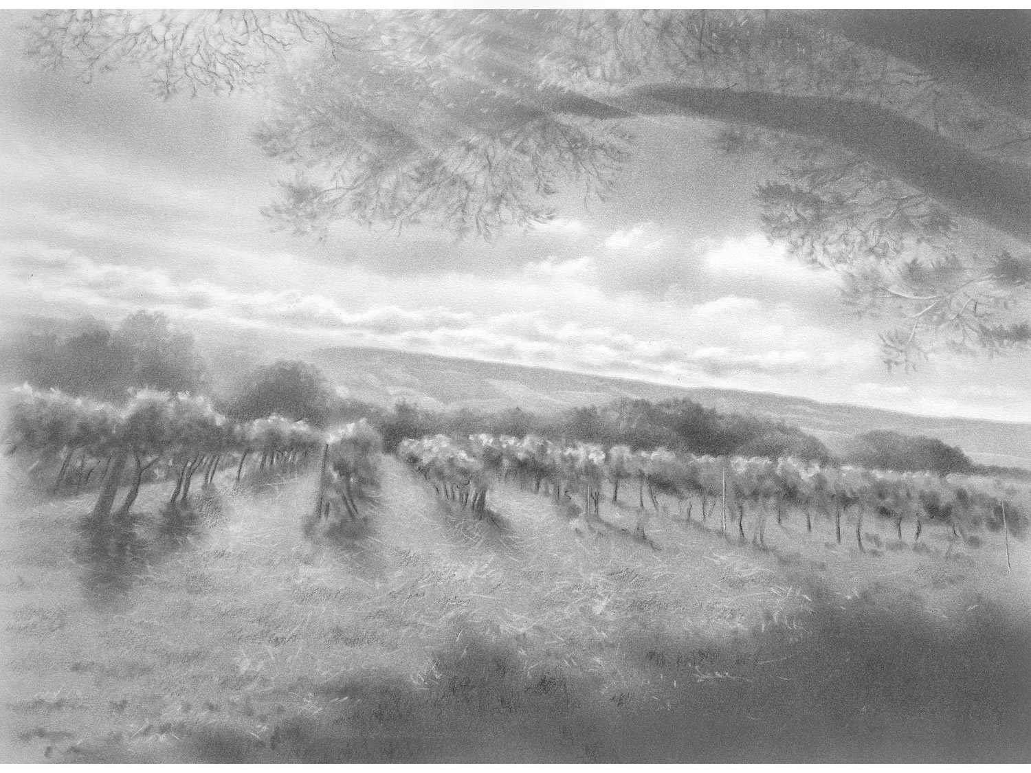 Guaillac vineyard